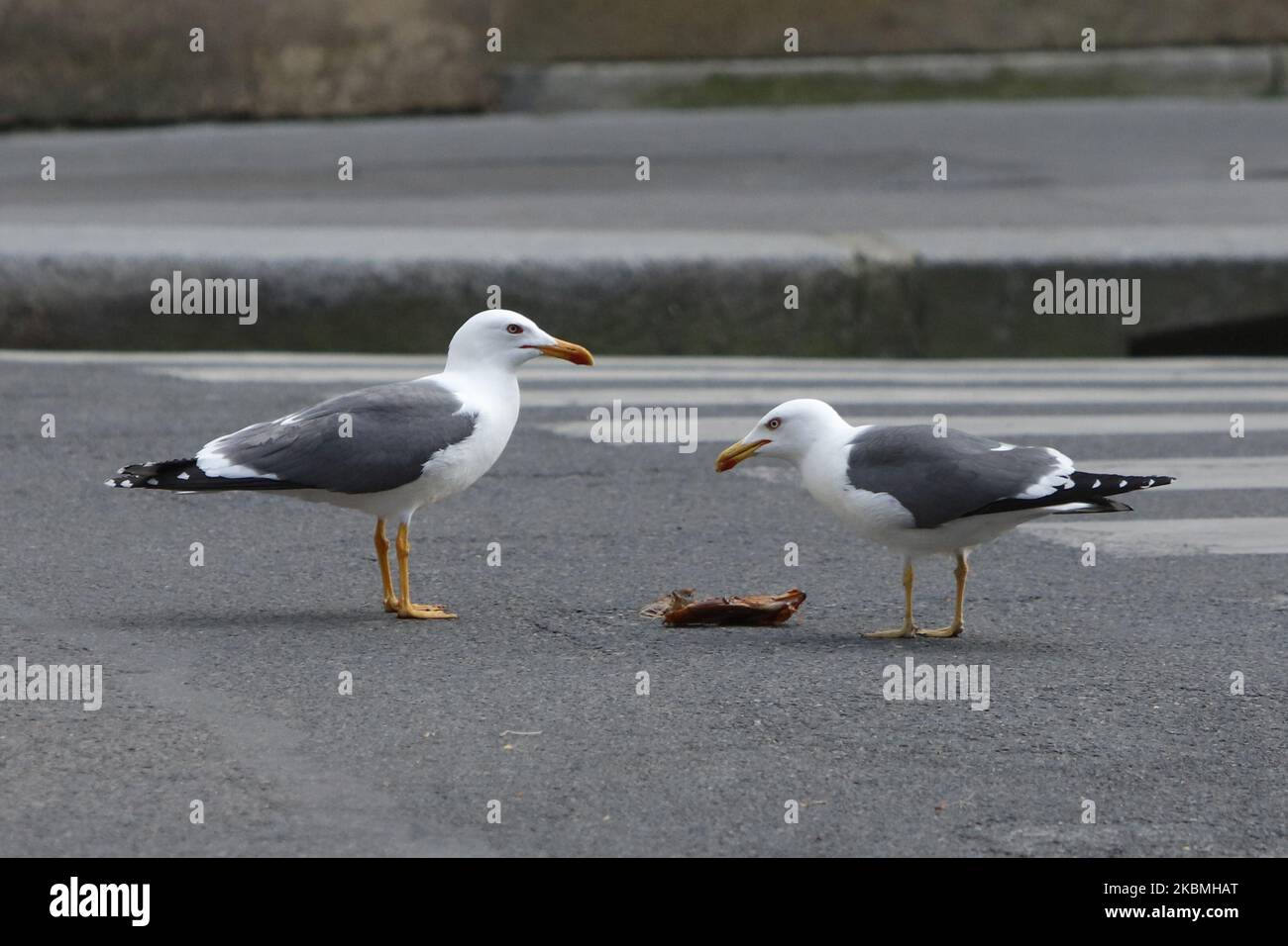 Les mouettes se battent pour manger dans les rues de paris, sur 17 avril 2020, pendant le confinement en France pour tenter d'arrêter la propagation du nouveau coronavirus COVID-19. (Photo de Mehdi Taamallah/NurPhoto) Banque D'Images
