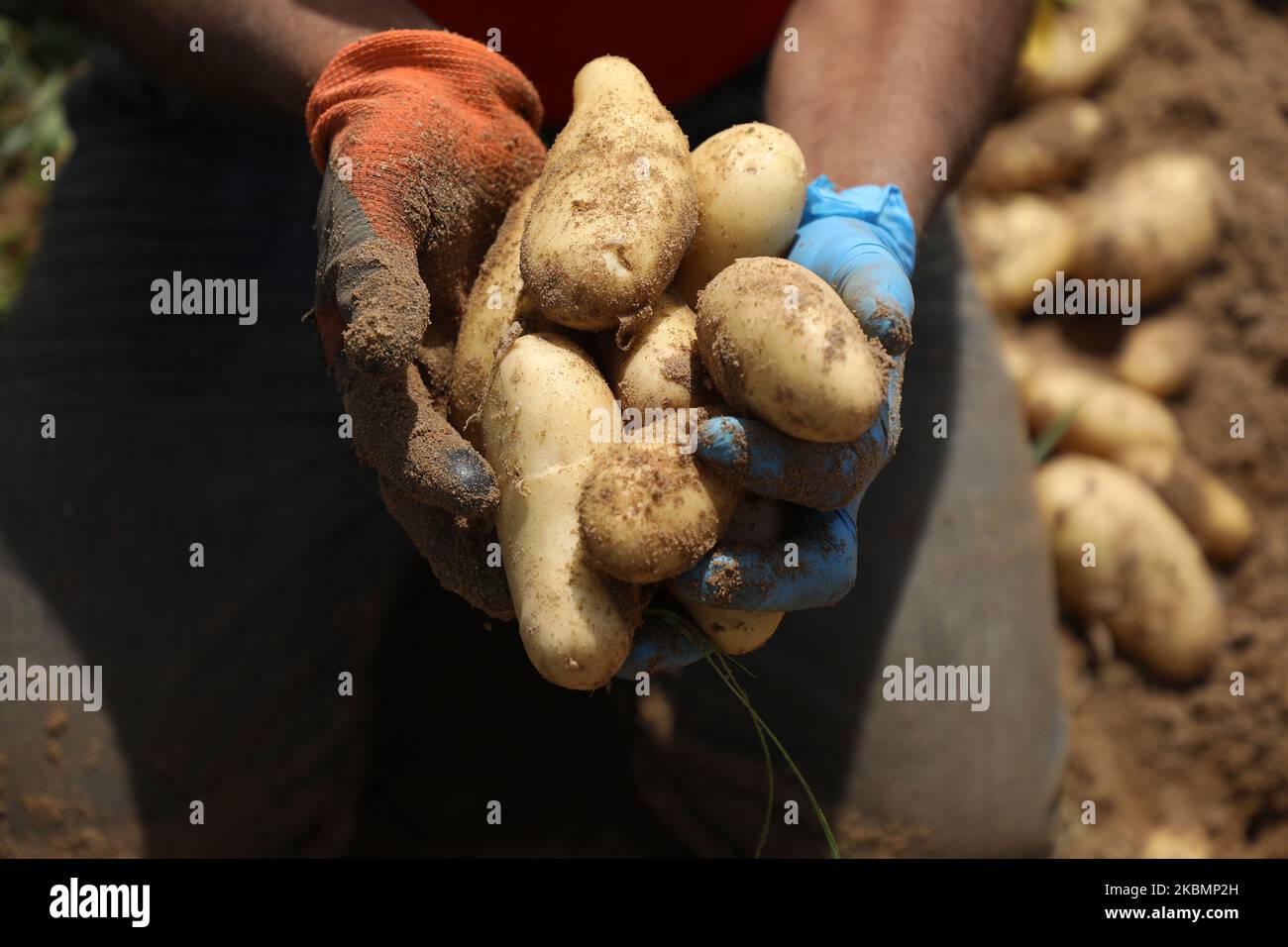 Les agriculteurs palestiniens portant des masques et des gants de protection cueillez les pommes de terre dans une ferme par mesure de précaution contre la propagation du coronavirus Covid-19, à Beit Lahiya, au nord de la bande de Gaza, le 22 avril 2020. (Photo de Majdi Fathi/NurPhoto) Banque D'Images
