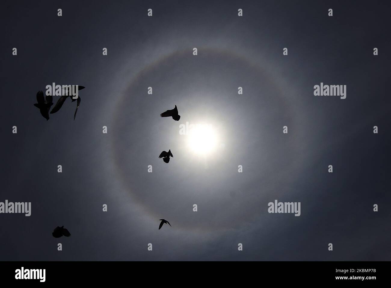 Le halo solaire est considéré comme des pigeons fly à Srinagar, Cachemire, sur 22 avril 2020. Le halo est un phénomène optique produit par la lumière (typiquement du Soleil ou de la Lune) qui interagit avec les cristaux de glace suspendus dans l'atmosphère terrestre. (Photo par Faisal Khan/NurPhoto) Banque D'Images