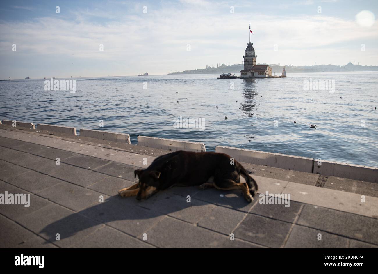 Un chien errant se trouve sur une route côtière vide autour de la Tour de Maiden à Istanbul, en Turquie, sur 01 mai 2020. La Turquie a pris une série de mesures pour empêcher la propagation du virus, notamment la fermeture d'écoles, de restaurants et d'autres espaces publics. Il y a également des couvre-feux de week-end toute la journée dans 31 villes, dont Istanbul, avec un confinement de trois jours de 1 mai, un jour férié. (Photo de CEM TekkeÅŸinoÄŸlu/NurPhoto) Banque D'Images