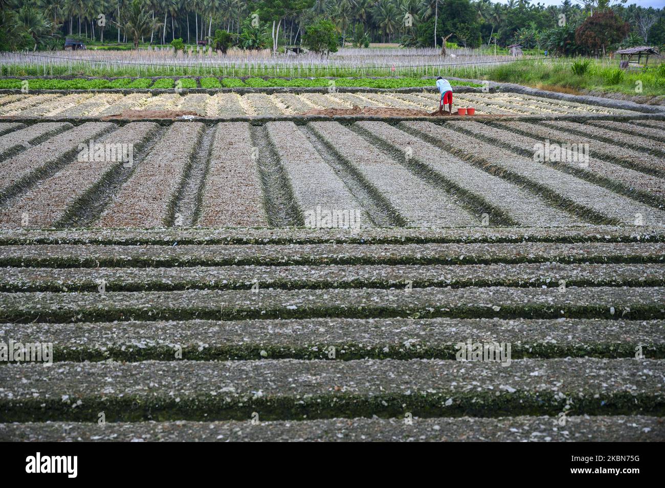 Un fermier arrose du fumier sur ses terres, dans le village de Sunju, la régence de Sigi, province centrale de Sulawesi, en Indonésie, sur 2 mai 2020. La plupart des agriculteurs du village utilisent du fumier de poulet pour fertiliser le sol et augmenter la productivité des cultures tout en réduisant la dépendance aux engrais chimiques. Le Gouvernement indonésien, par l'intermédiaire du Ministère de l'agriculture, dépense au moins 26 000 milliards de IDR, ce qui équivaut à 7,94 millions de tonnes d'engrais chimiques pour subventionner les agriculteurs. (Photo de Basri Marzuki/NurPhoto) Banque D'Images