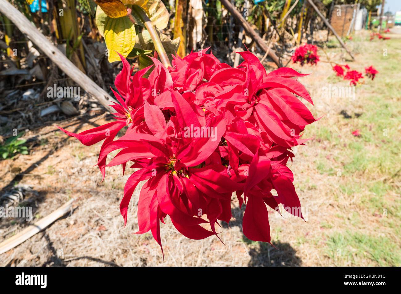 Poinsettia (Euphorbia pulcherrima) fleur rouge ou écarlate en pleine floraison près d'une plantation ou d'une ferme à Mpumalanga, Afrique du Sud Banque D'Images