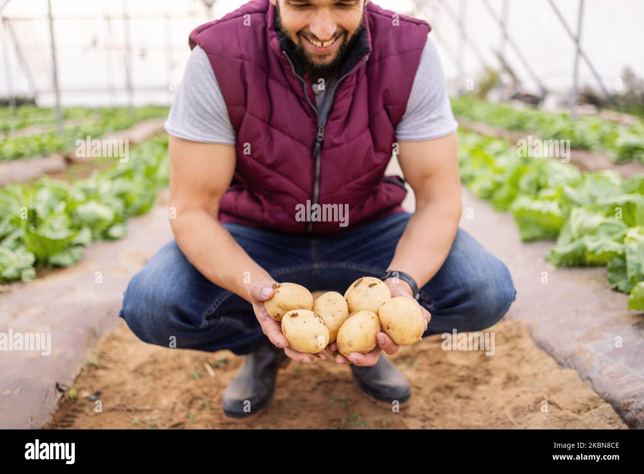 Heureux cultivateur de pommes de terre, ferme de serre et jardin potager avec une agriculture durable et biologique et une récolte naturelle saine. Durabilité moderne Banque D'Images