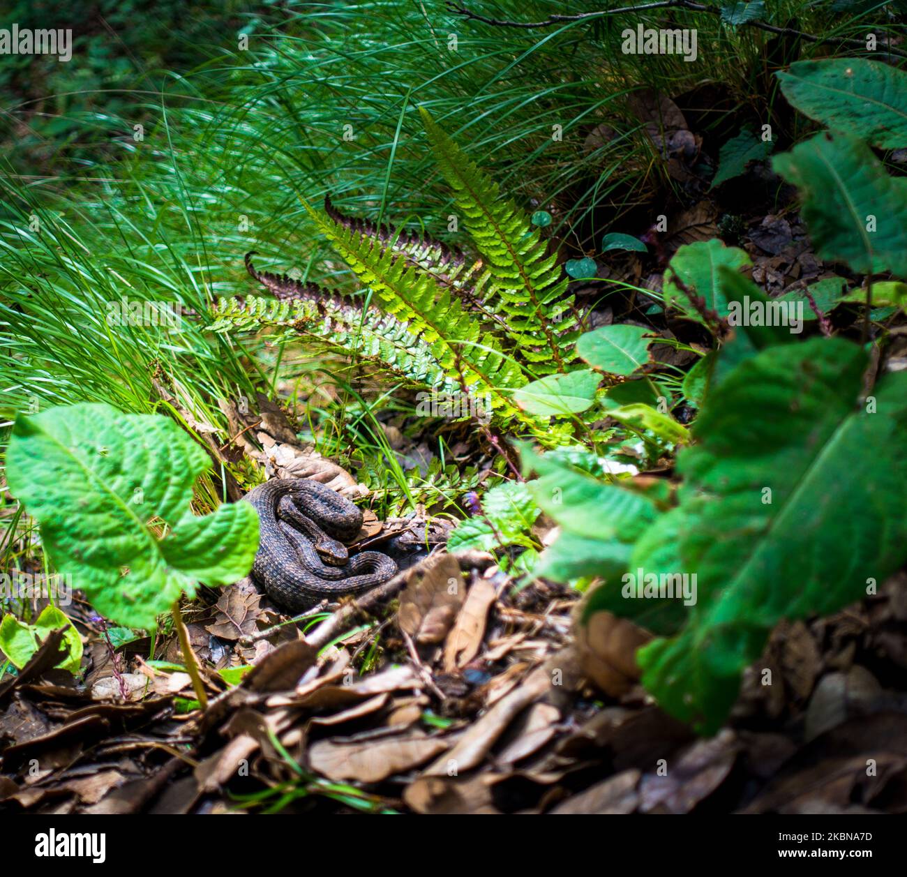 Gloydius himalayanus aussi connu sous le nom de serpent vipère de fosse himalayenne ou vipère himalayan dans la forêt de deux. Collines de pied de l'Himalaya, Himachal Pr Banque D'Images