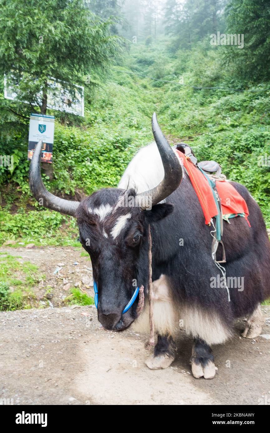 14 juillet 2022, Himachal Pradesh Inde. Gros plan sur un Yak. Yak domestique (Bos grunniens), un bovin à poil long trouvé dans toute la région de l'Himalaya wi Banque D'Images