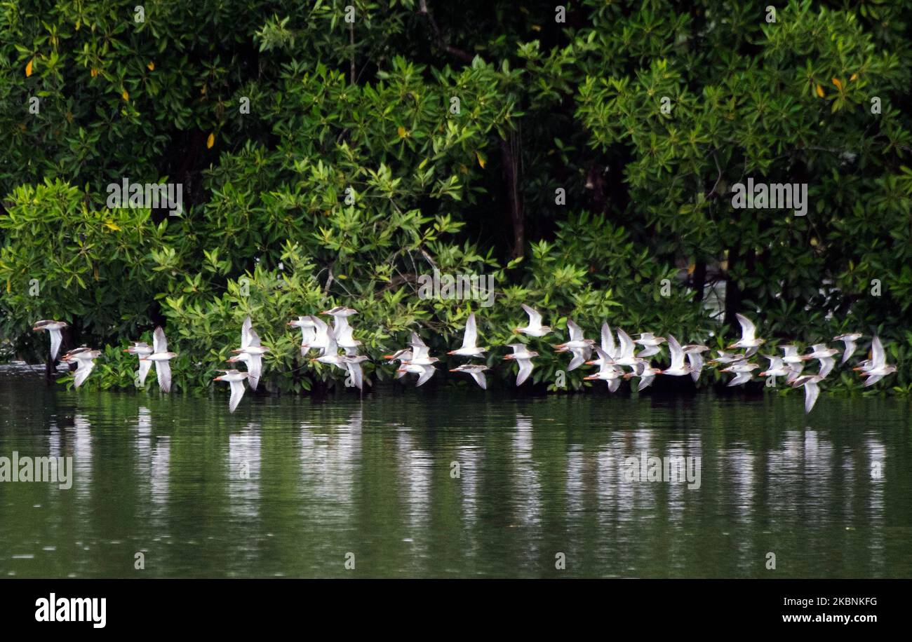 Singapour. 4th janvier 2022. Un troupeau d'oiseaux migrateurs vole dans la réserve de Sungei Buloh à Singapour le 4 janvier 2022. Crédit: Puis Chih Wey/Xinhua/Alay Live News Banque D'Images