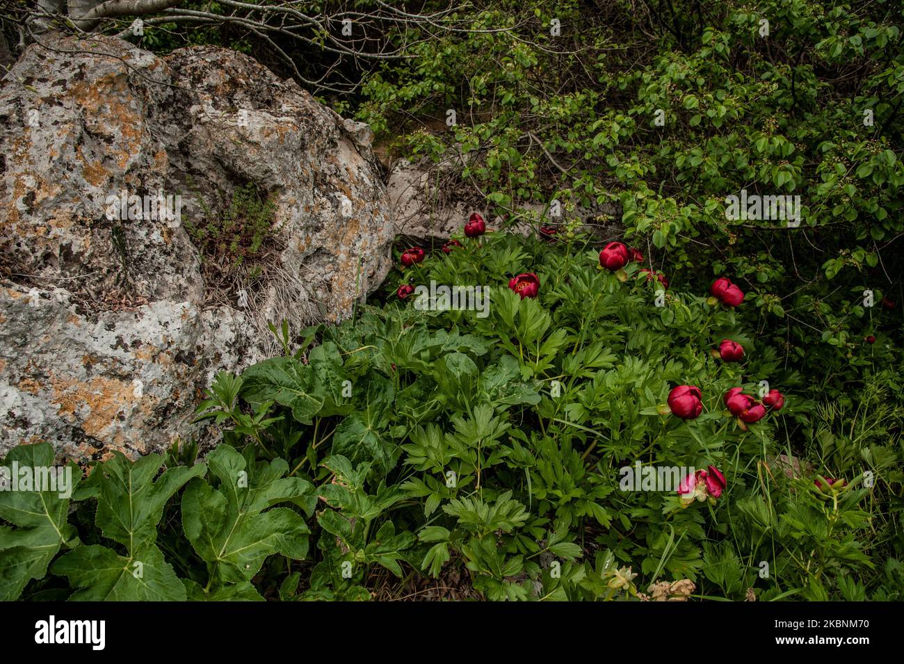 Des centaines de pivoines sauvages de l'espèce de Paeonia Peregrina colorent en rouge les prés et les collines de la réserve archéologique nationale Yaylata près du village de Kamen Bryag en Bulgarie. L'endroit a été habité dans le millénaire 6th av. J.-C.. Les grottes rocheuses et les nécropoles datent de cette époque. Il y a des preuves que les gens vivaient à Yaylata plus tard dans le temps. Une des trouvailles intéressantes est la forteresse byzantine ancienne, construite pendant le règne de l'empereur Anastasius - V-VI siècle. Quatre tours et une tour de porte ont été partiellement préservées. Au Moyen âge, les grottes ont été utilisées comme monastère Banque D'Images