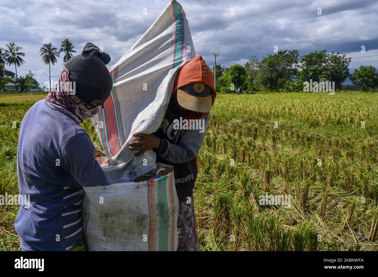 Les ouvriers agricoles ont mis le grain dans des sacs pendant la récolte du riz dans le village de Kaleke, dans la régence de Sigi, province centrale de Sulawesi, en Indonésie, sur 16 mai 2020. En plus d'exiger la fourniture de deux tonnes de riz dans chaque village, le gouvernement local exige également que chaque village fournisse un minimum de trois hectares de rizières afin de maintenir la sécurité alimentaire dans le village. (Photo de Basri Marzuki/NurPhoto) Banque D'Images