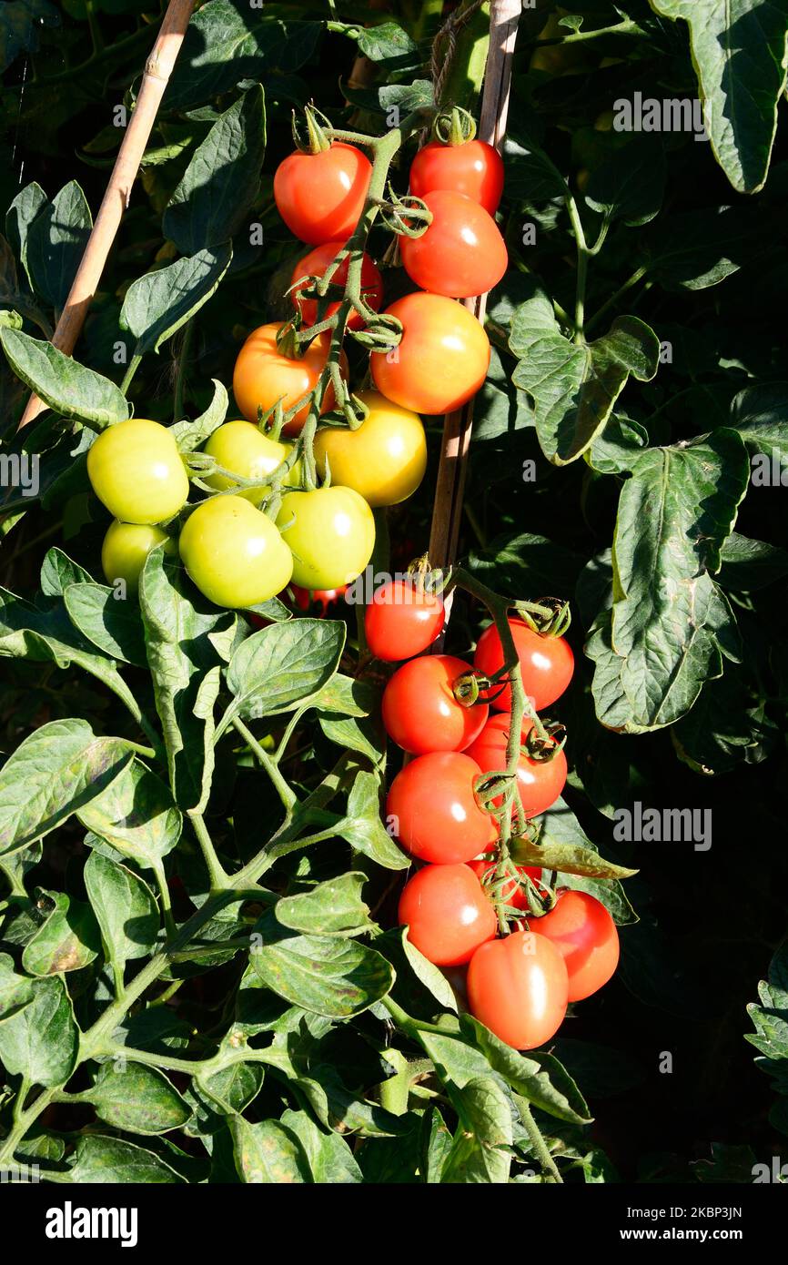 Le Mountain Magic variété de tomates mûrir sur la vigne, UK Banque D'Images