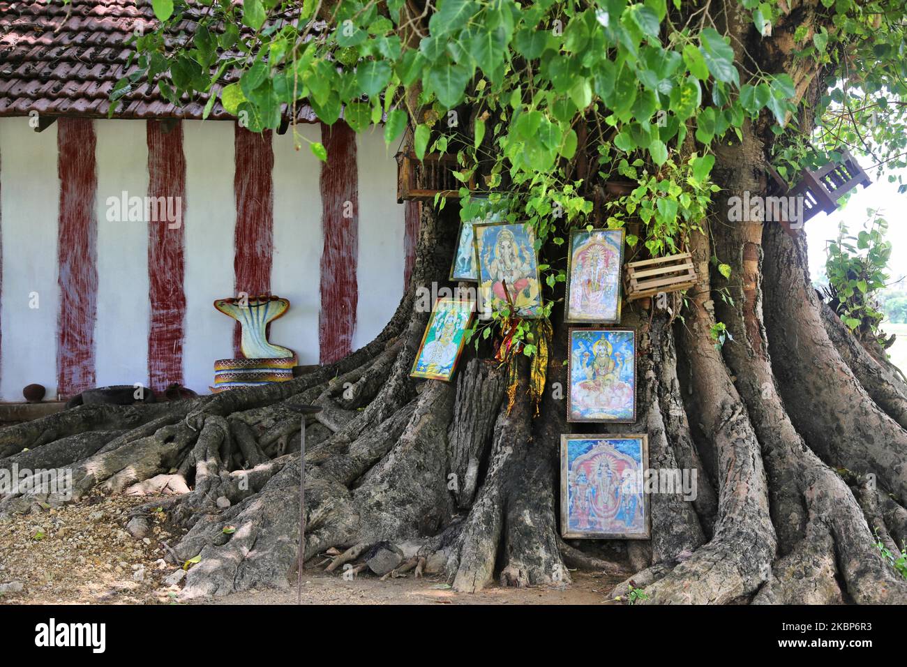 Des photos de divinités hindoues ornent un grand arbre peepal dans un petit temple hindou à Mallavi, province du Nord, Sri Lanka, sur 15 août 2017. (Photo de Creative Touch Imaging Ltd./NurPhoto) Banque D'Images