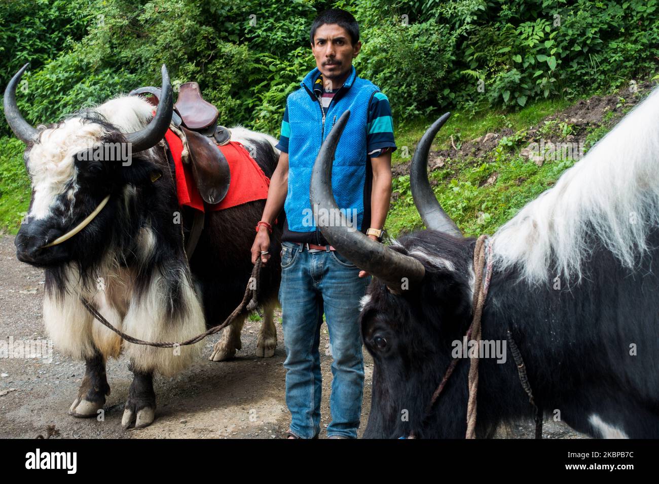 14 juillet 2022, Himachal Pradesh Inde. Un Indien natif avec une paire de Yak domestique (Bos grunniens), un bovin à poil long trouvé dans tout le Banque D'Images