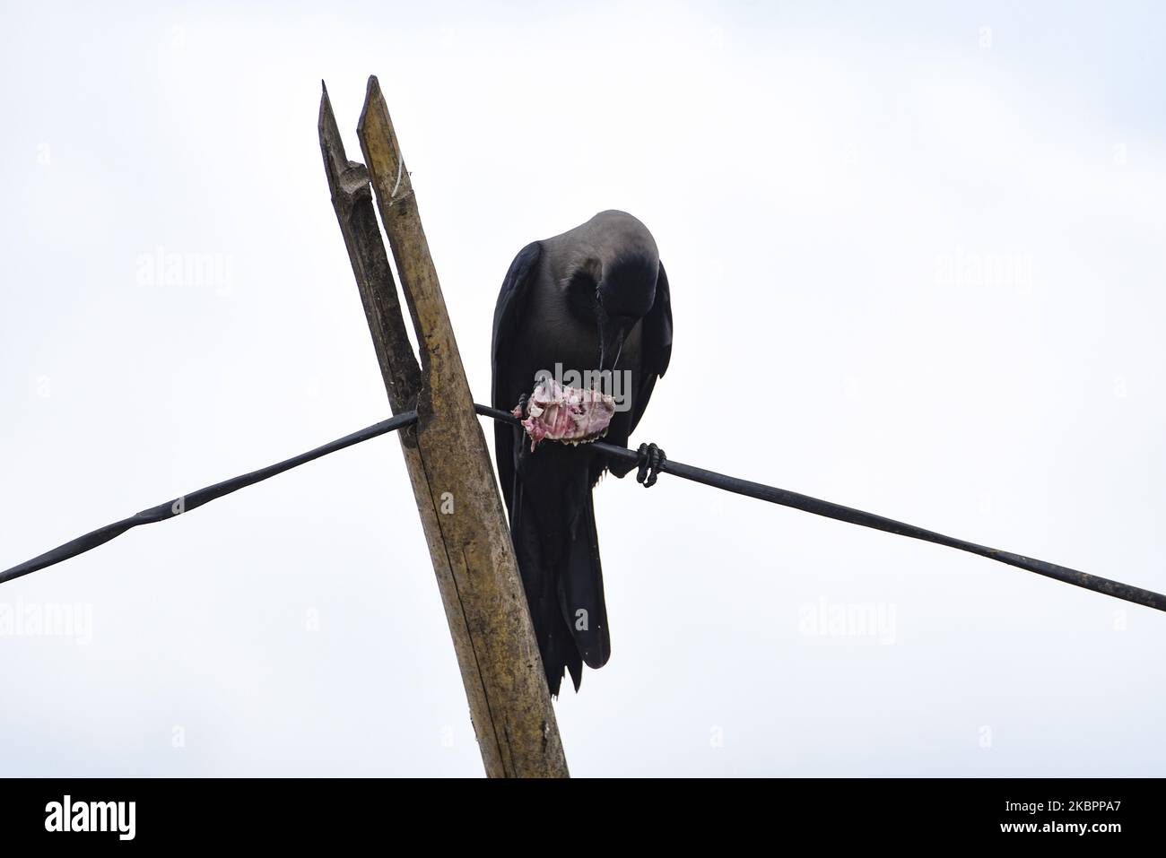 Un corbeau est vu manger de la chair à Guwahati, Assam, Inde, le 3 juin 2020. (Photo de David Talukdar/NurPhoto) Banque D'Images