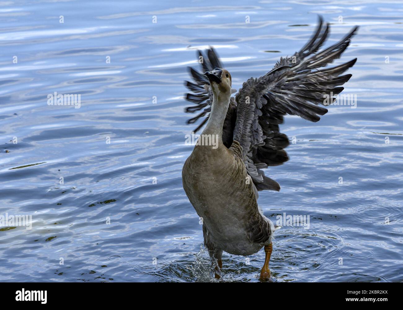Une ailes d'oie plate, dans un étang, à Guwahati, Assam, Inde jeudi, 11 juin 2020. (Photo de David Talukdar/NurPhoto) Banque D'Images