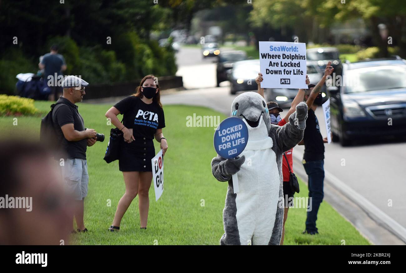 Les visiteurs de SeaWorld Orlando sont accueillis par des militants du PETA qui protestent contre le traitement des épaulards et des dauphins par le parc à thème alors que l'attraction rouvre après la fermeture en mars en raison de la pandémie du coronavirus à 11 juin 2020, à Orlando, en Floride, aux États-Unis. Tous les clients doivent porter un masque facial et se soumettre aux vérifications de température. (Photo de Paul Hennessy/NurPhoto) Banque D'Images