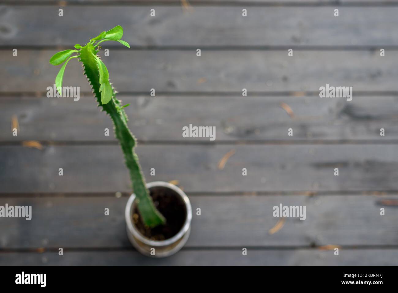 L'Euphorbia trigona ou le laiteux africain avec de jeunes feuilles fraîches sur le dessus Banque D'Images