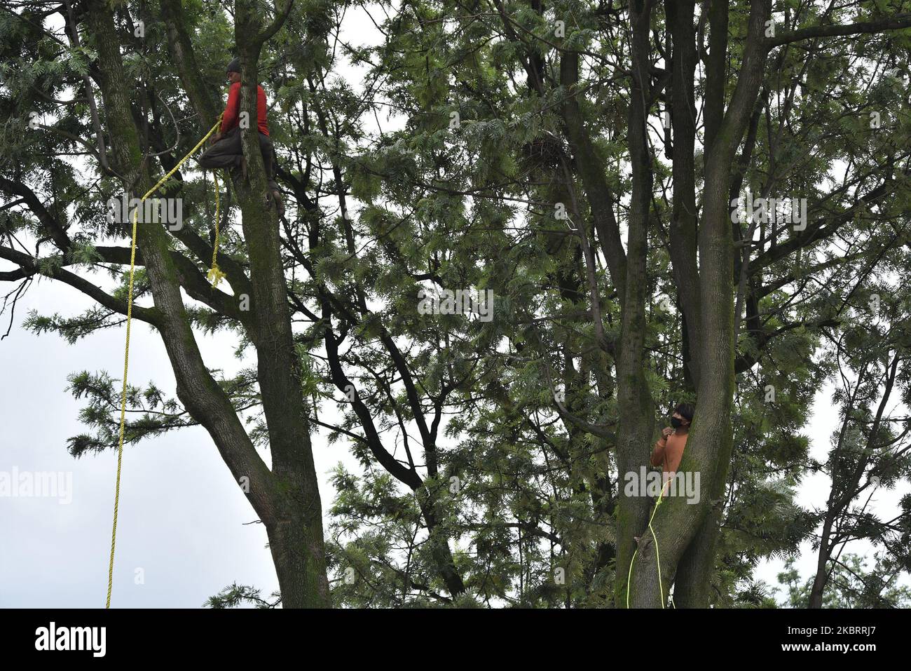 Un ouvrier népalais monte un arbre pour serrer la corde pour descendre l'arbre après qu'une tronçonneuse électrique coupe pour l'expansion de la route à Surya Binayak, Bhaktapur, Népal dimanche, 28 juin 2020. Le responsable forestier du district a déclaré qu'un nombre total de 391 arbres seront coupés dans un rayon de 4 km pour l'expansion de la route Surya Binayak à Sanga. (Photo de Narayan Maharajan/NurPhoto) Banque D'Images