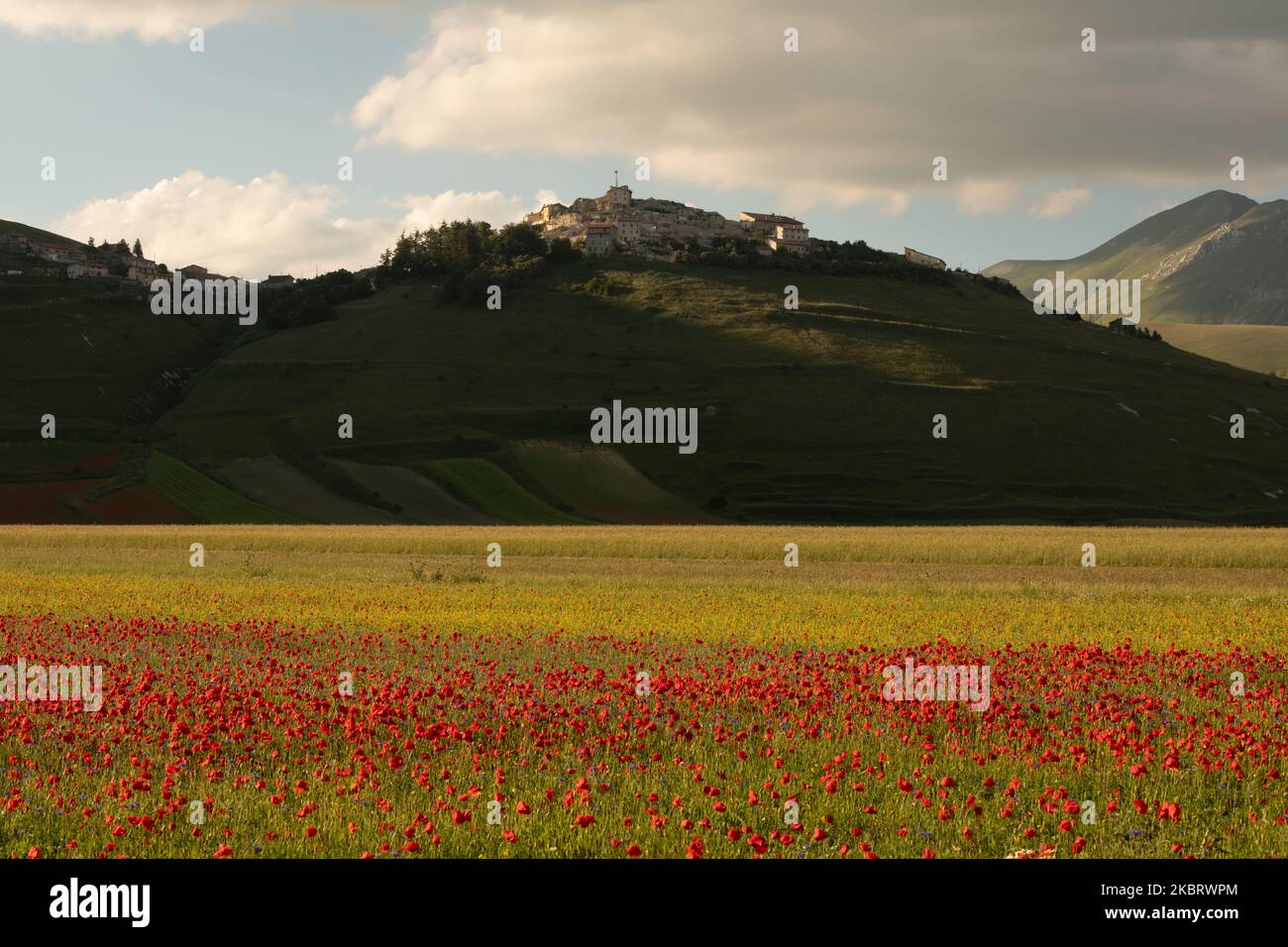 Célèbre fleur colorée à Castelluccio di Norcia (PG) sur 29 juin 2020. Beaucoup de touristes visitent la région pendant cette période malgré covid19 pandemy (photo de Lorenzo Di Cola/NurPhoto) Banque D'Images