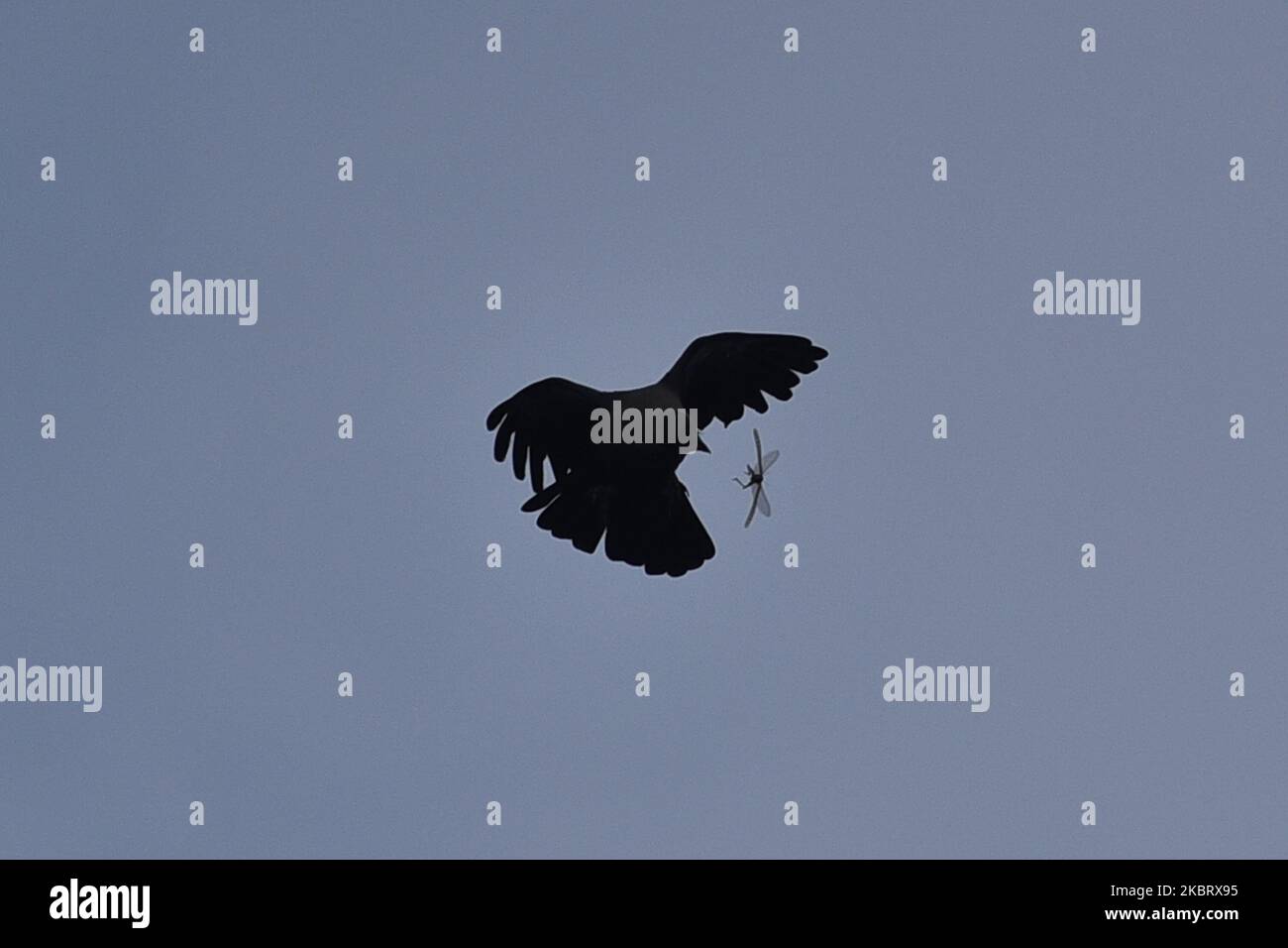 Un Corbeau tente de capturer un criquet à Kirtipur, Katmandou, Népal, mardi, 30 juin 2020. (Photo de Narayan Maharajan/NurPhoto) Banque D'Images