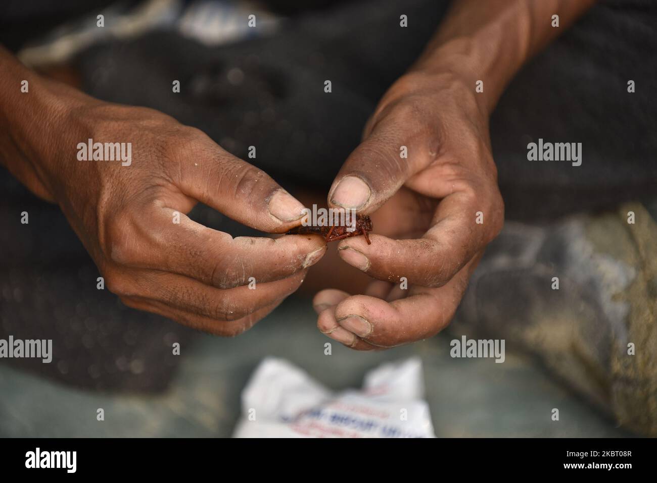 Un homme appréciant manger le criquet frit à Katmandou, Népal mercredi, 01 juillet 2020. (Photo de Narayan Maharajan/NurPhoto) Banque D'Images