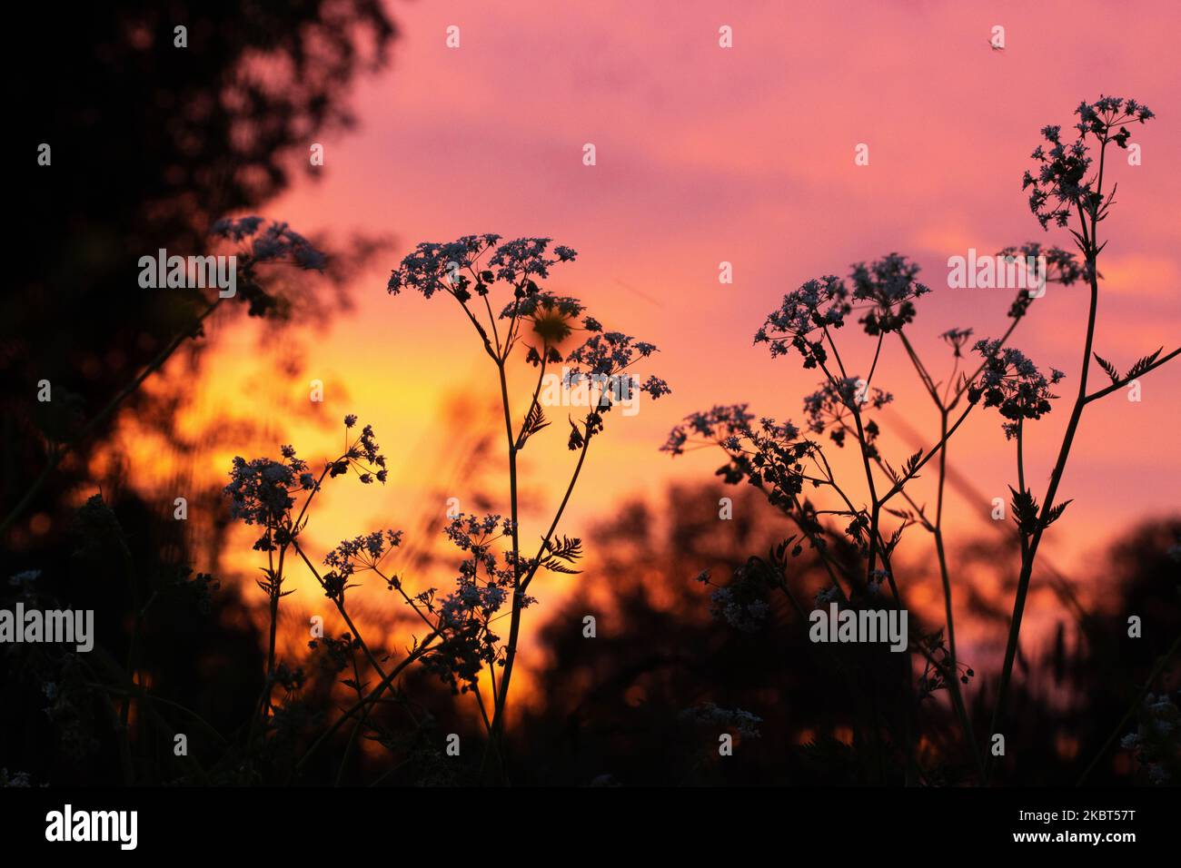 Gros plan du persil de vache en fleur, Anthriscus sylvestris pendant un beau coucher de soleil rose en Estonie Banque D'Images