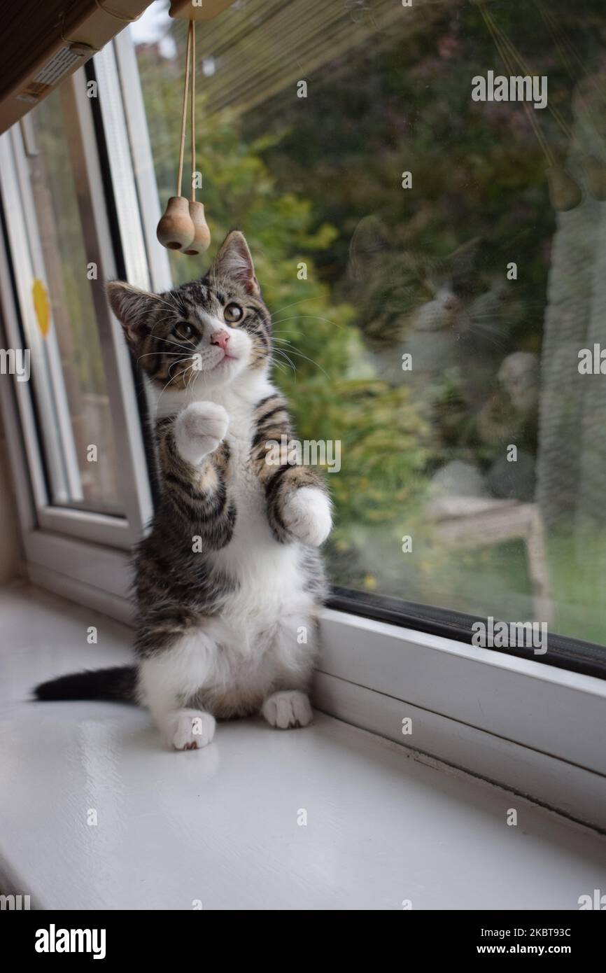 Un homme de 12 semaines de race mixte domestique cheveux courts tabby brun et chaton blanc assis sur un rebord de fenêtre avec son rejet visible dans la fenêtre Banque D'Images