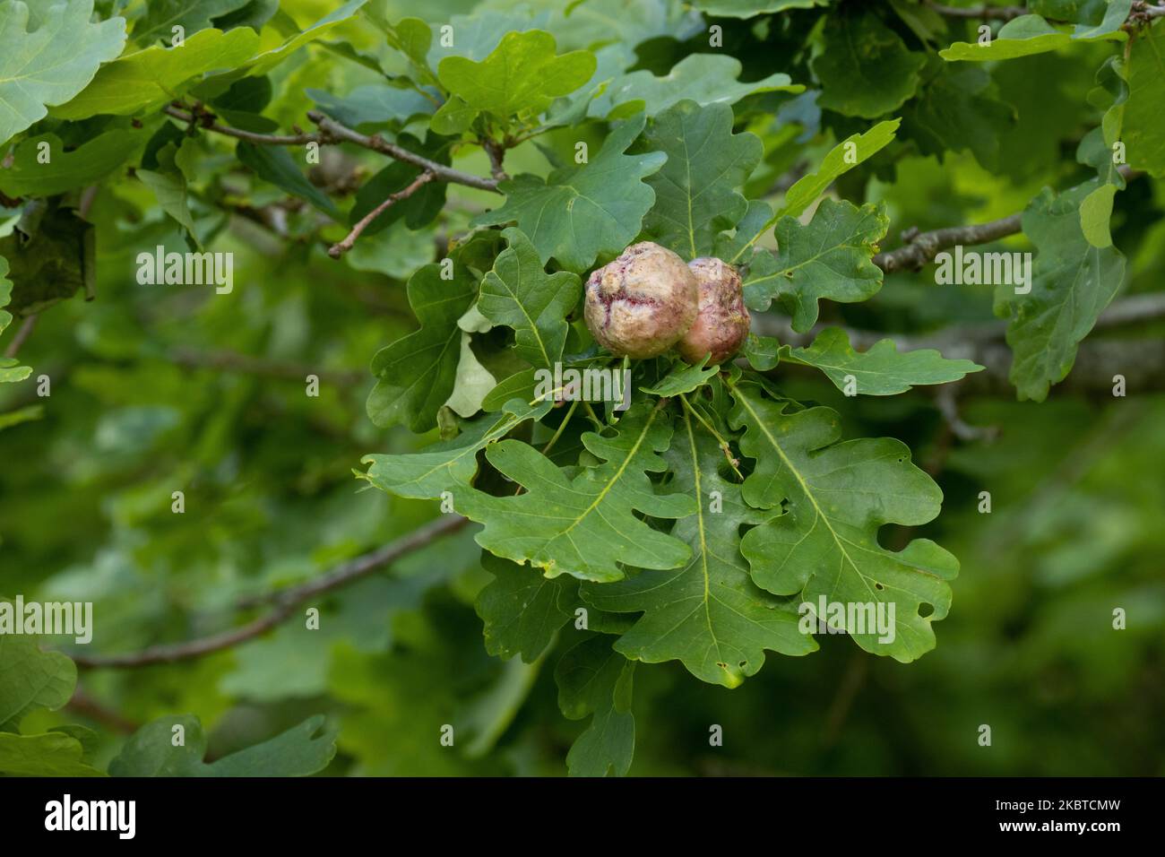 Gros plan de grandes galettes sur les feuilles de chêne commun créées par la guêpe à feuilles de cynips quercusfolii dans la forêt boréale estonienne Banque D'Images