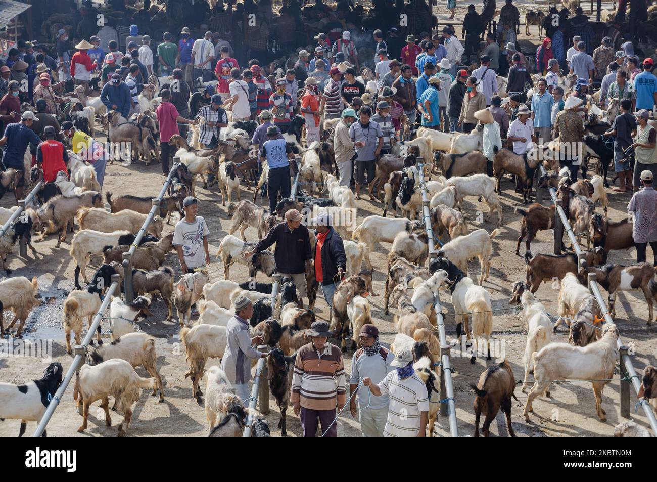 Les éleveurs vendent leurs chèvres au marché aux animaux de Pon, dans la Régence de Semarang, dans le centre de Java, en Indonésie, sur 16 juillet 2020. Avant la célébration de l'Eid al-Adha célébrée par les musulmans, un certain nombre d'éleveurs ont commencé à vendre leurs vaches. (Photo par Galih Yoga/NurPhoto) Banque D'Images