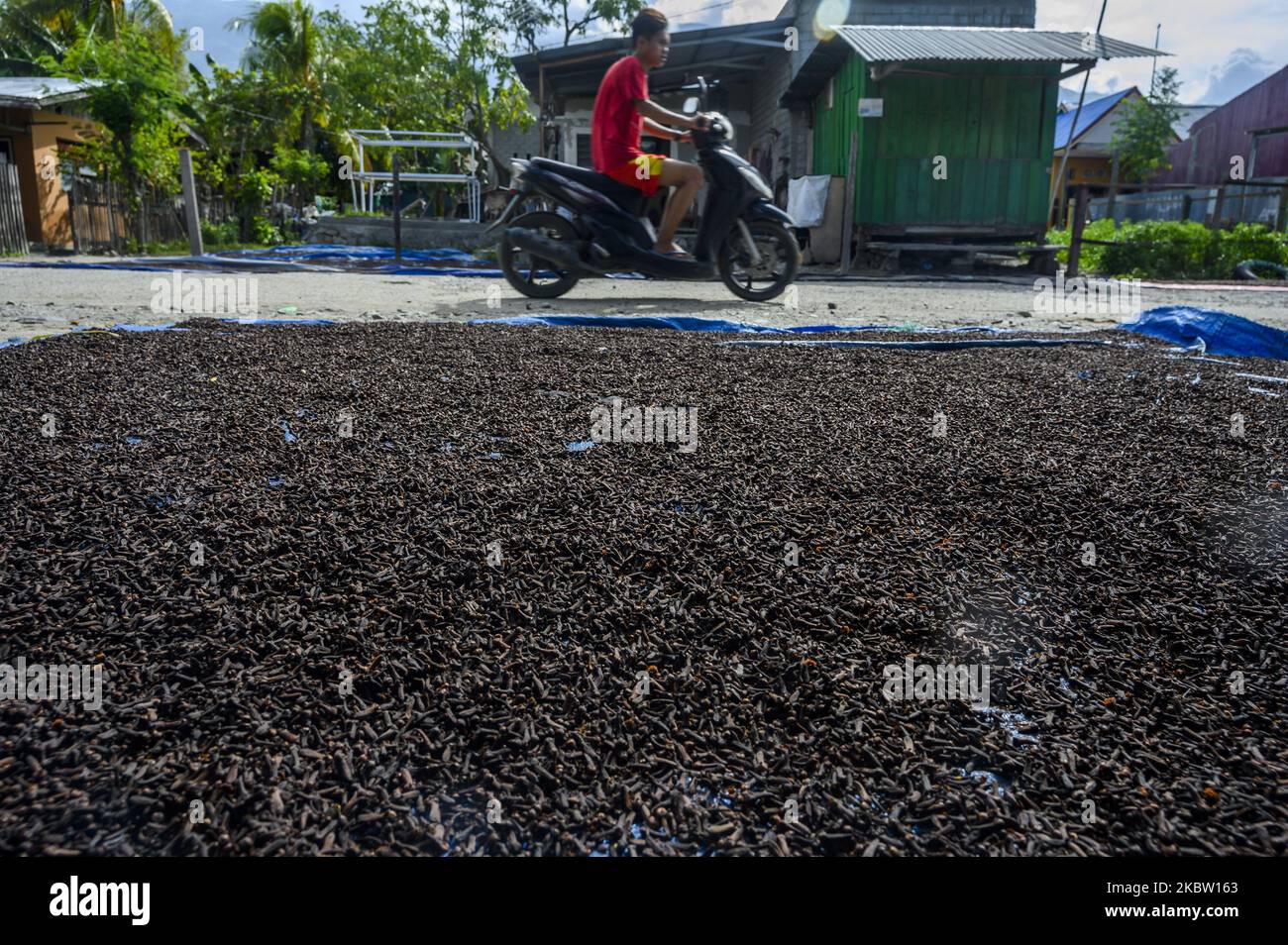 Un automobiliste traverse près du clou de girofle qui est séché au soleil avant d'être mis dans un manteau et envoyé à l'industrie de la cigarette à un collectionneur à Palu, province centrale de Sulawesi, Indonésie sur 21 juillet 2020. Bien que les prix aient diminué d'une moyenne de 80 mille IDR à 54 mille IDR par kilogramme au cours de l'année passée, mais dans l'ordre peut fonctionner, les collecteurs continuent à fournir des clous de girofle pour les besoins de l'industrie de la cigarette qui est à l'extérieur de la région. L'industrie de la cigarette en Indonésie absorbe une main-d'œuvre de 5,98 millions de personnes, soit 4,28 millions de travailleurs dans les secteurs de la fabrication et de la distribution, Banque D'Images