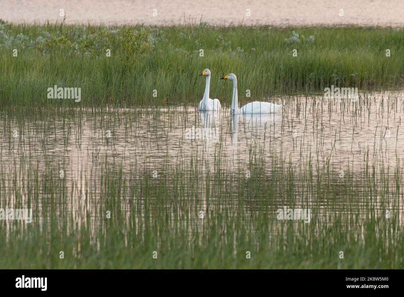 Famille de Whooper cygne dans un environnement de lac pendant une belle et calme soirée d'été dans le nord de la Finlande Banque D'Images