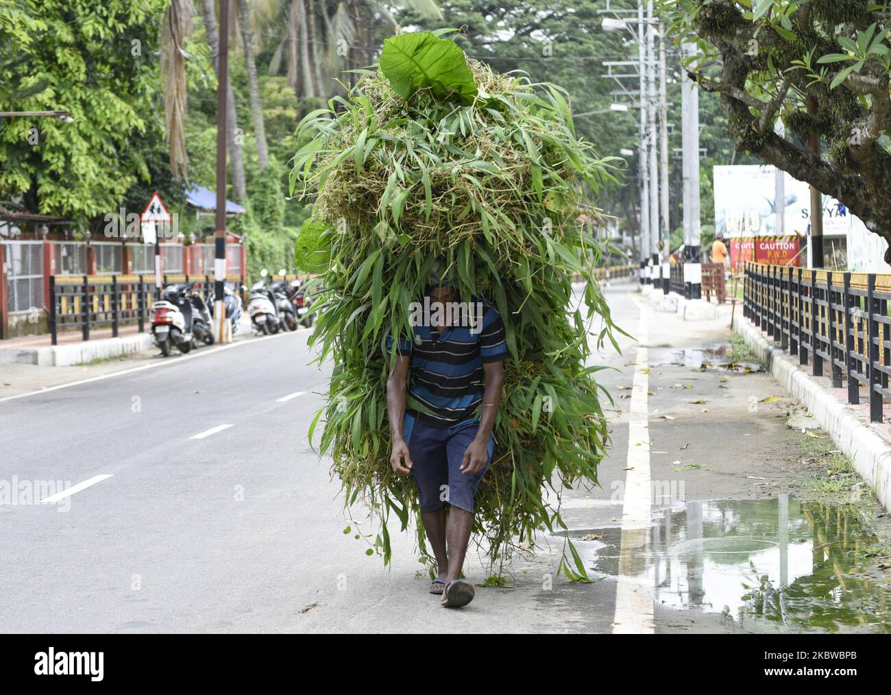 Un homme porte de l'herbe sur la tête pour le bétail, dans une rue de Guwahati, Assam, Inde, le samedi 18 juillet 2020. (Photo de David Talukdar/NurPhoto) Banque D'Images