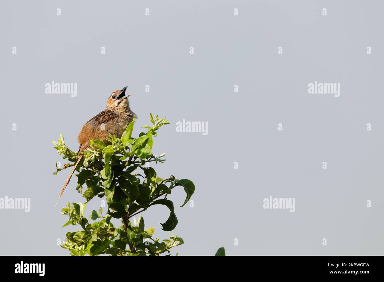 Tinkling Cisticola chant des oiseaux sur la branche d'arbre (Cisticola rufilata) Banque D'Images