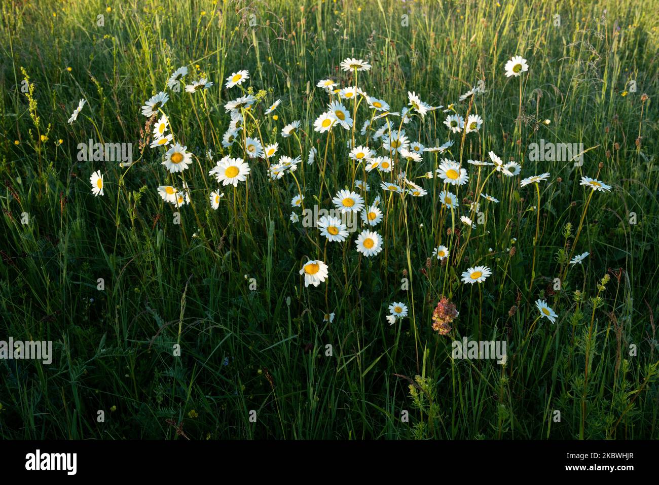 Groupe de pâquerettes d'Oxeye, Leucanthemum vulgare fleurir sur une prairie luxuriante, un matin d'été en Estonie Banque D'Images