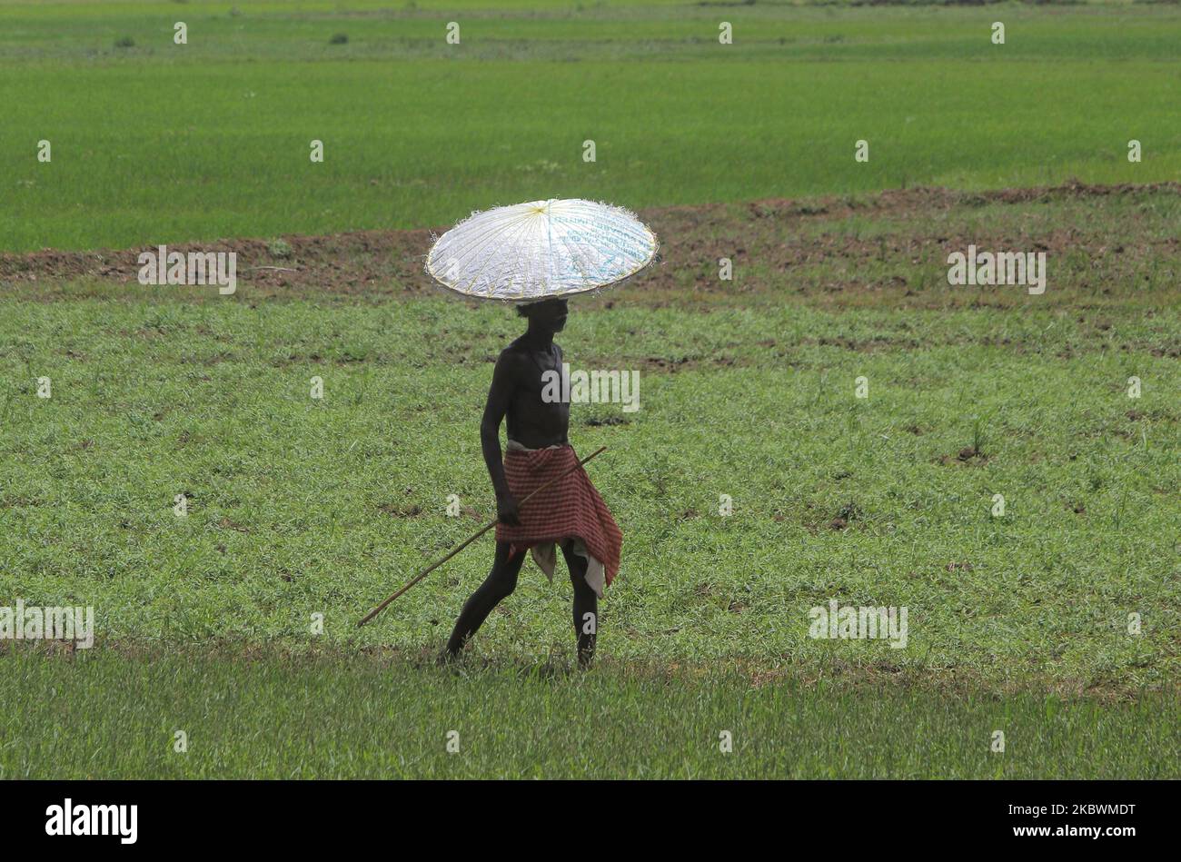 Un villageois tient son parapluie fait main et garde la montre de son troupeau de bétail, paissant dans un champ vert juste en périphérie de la capitale de l'État indien de l'est Odisha Bhubaneswar sur 4 août 2020. (Photo par STR/NurPhoto) Banque D'Images