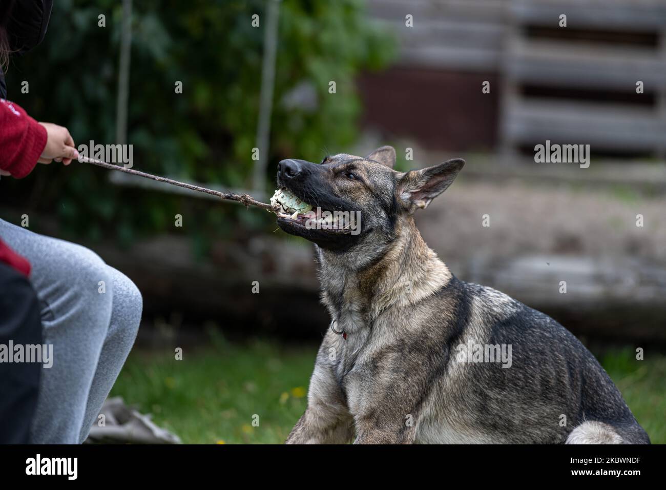 Un jeune Berger allemand heureux joue du remorqueur avec une balle. Race de ligne de travail de couleur de sable Banque D'Images