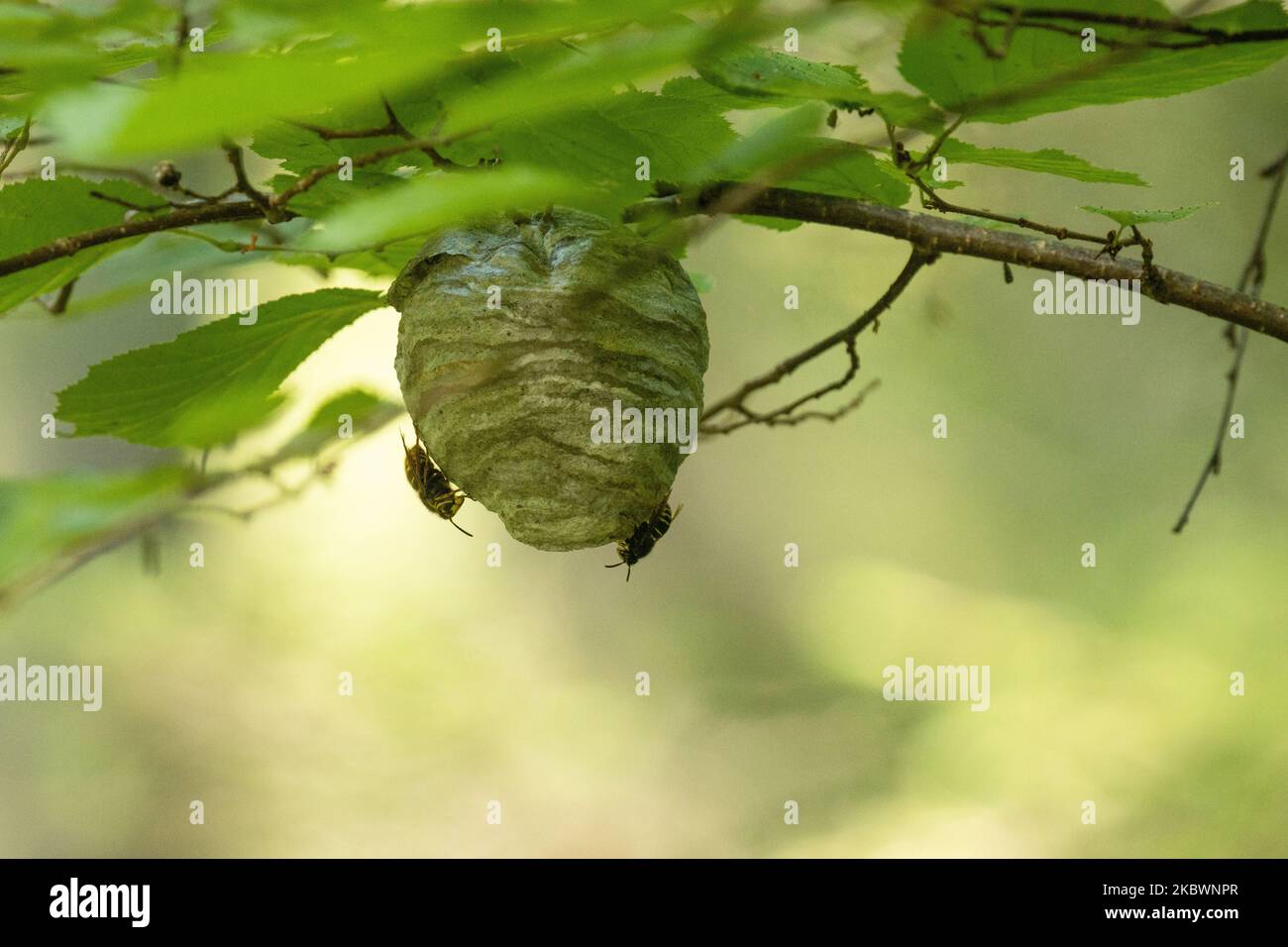 Nid de Wasp de taille moyenne sur une branche d'une brousse dans une forêt boréale estivale en Estonie Banque D'Images