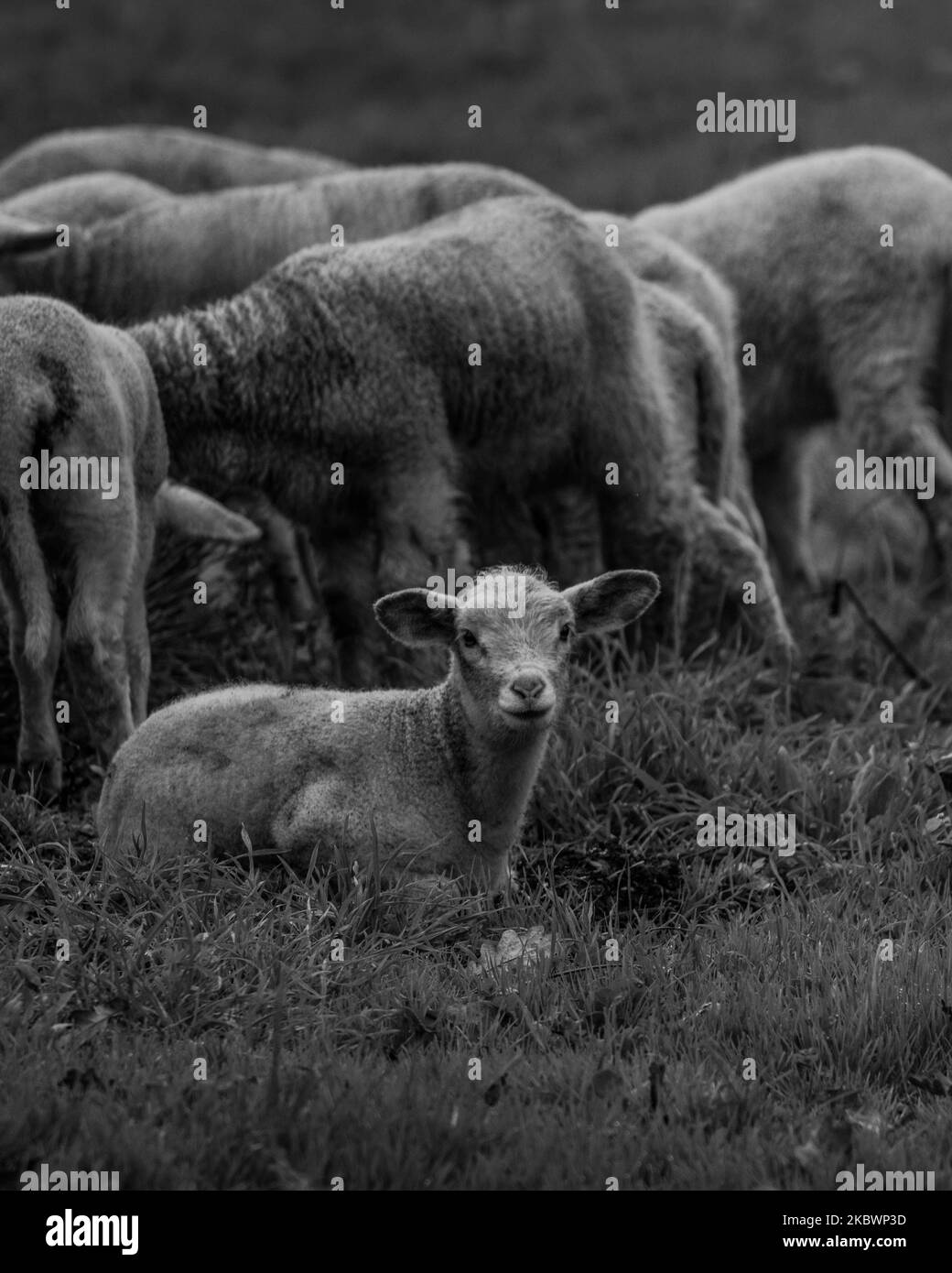 Une échelle verticale de gris d'un agneau assis sur l'herbe avec le fond d'un troupeau de moutons Banque D'Images