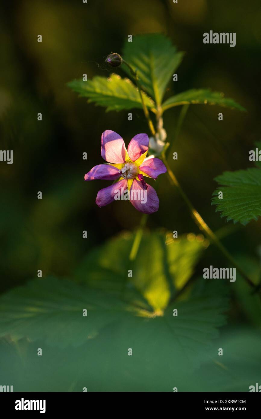 Gros plan d'une fleur de la ruée arctique lors d'une soirée d'été dans le nord de la Finlande Banque D'Images