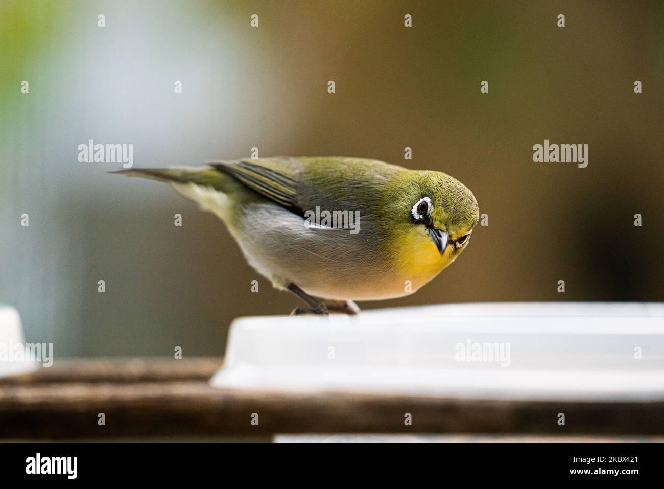 Un œil blanc de Warbling (Zosterops japonicus) assis sur un récipient en plastique sur un fond flou Banque D'Images