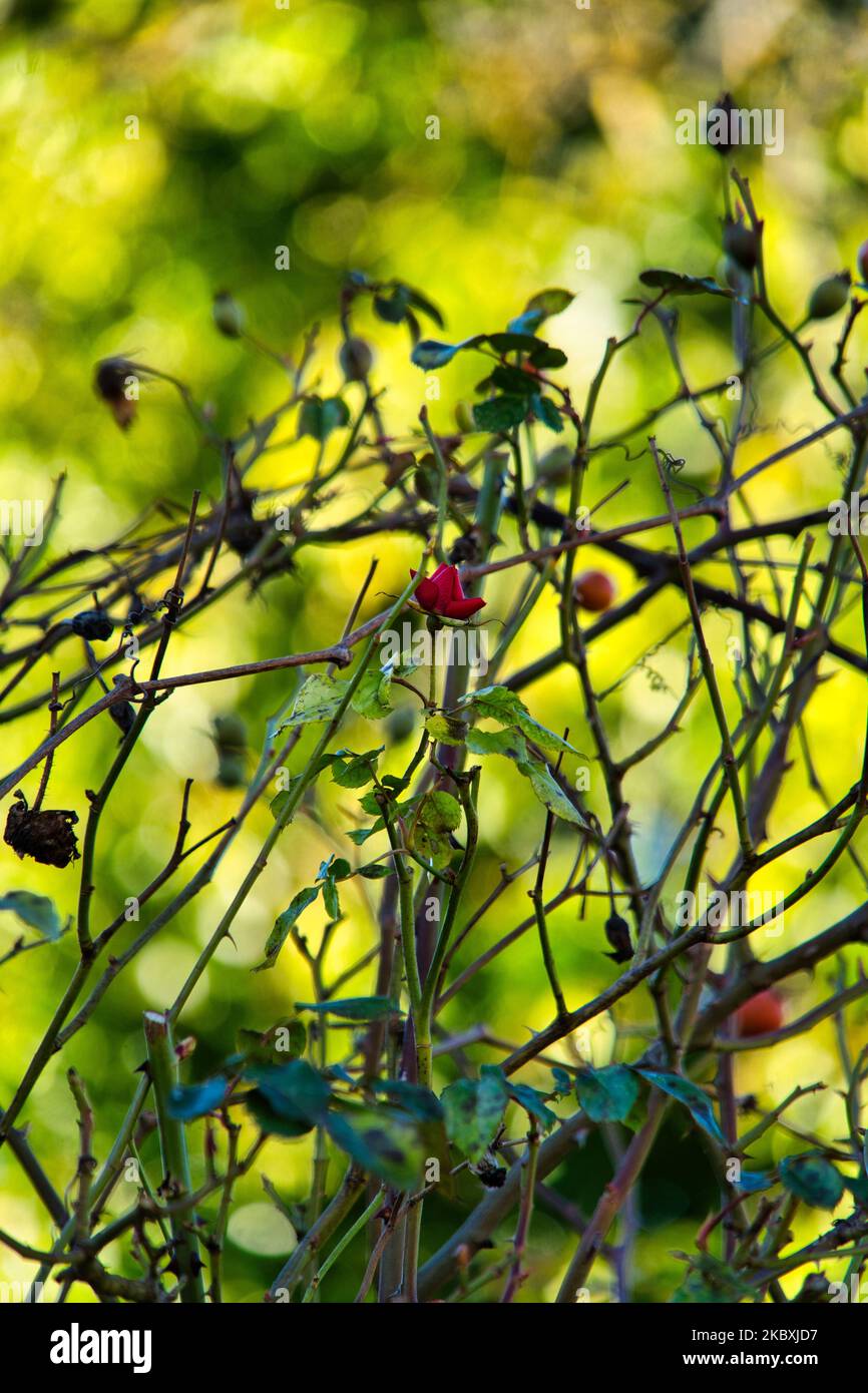 Une verticale d'un rosebud rouge prêt à ouvrir dans un champ désordonné Banque D'Images