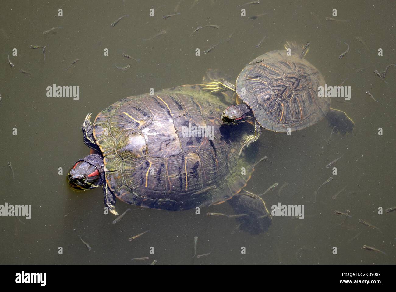 Arrivée croissante de tortues sur la côte de Barcelone, même dans les zones les plus peuplées. Le delta du Llobregat est l'une de ses régions préférées, à Barcelone le 01st septembre 2020. (Photo de Joan Valls/Urbanandsport /NurPhoto) Banque D'Images