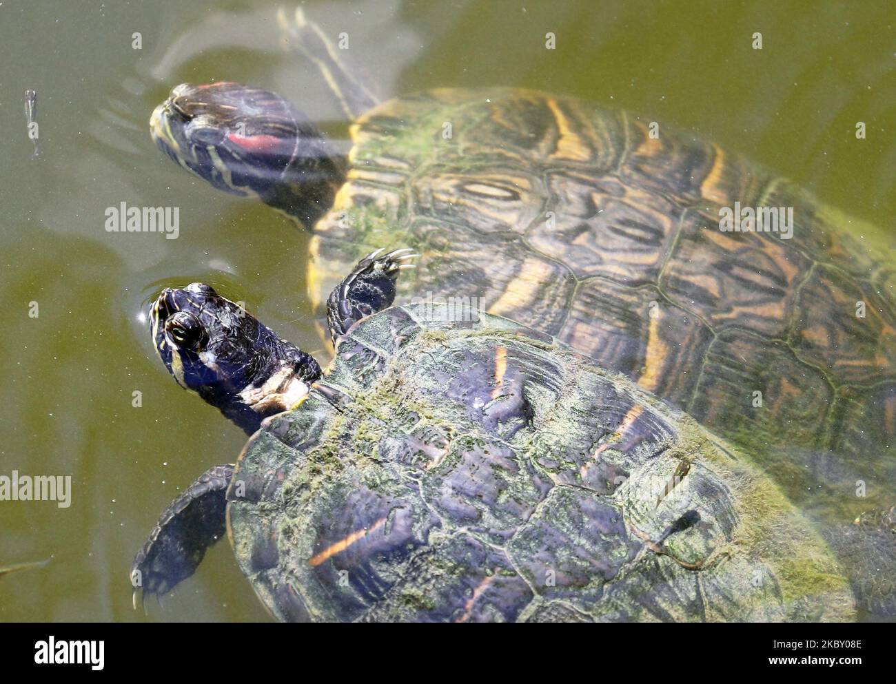 Arrivée croissante de tortues sur la côte de Barcelone, même dans les zones les plus peuplées. Le delta du Llobregat est l'une de ses régions préférées, à Barcelone le 01st septembre 2020. (Photo de Joan Valls/Urbanandsport /NurPhoto) Banque D'Images