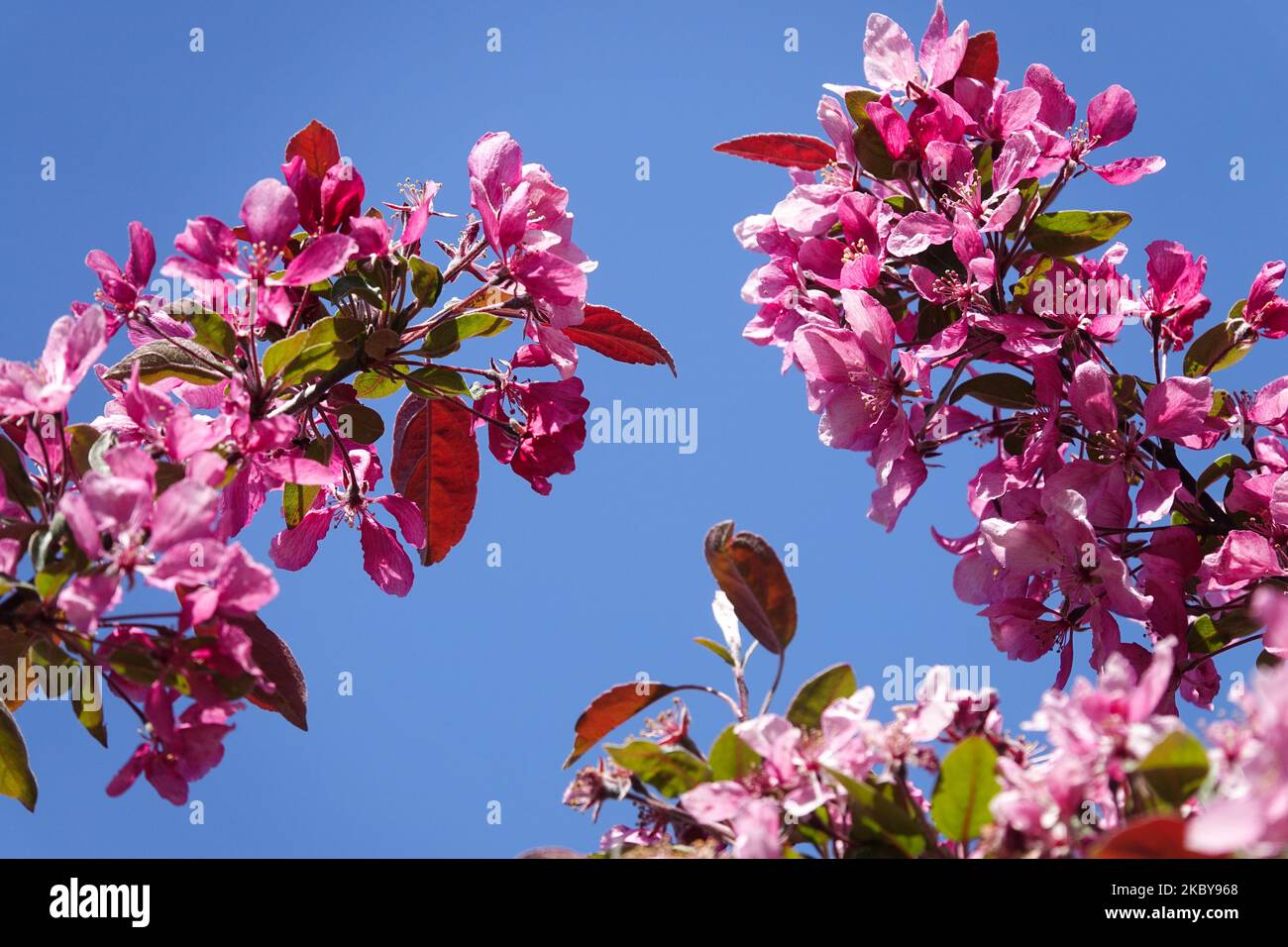 LombApple à fleurs, Malus x moerlandsii Profusion, Rose, floraison, Blossoms sur branche, Crabapple Banque D'Images