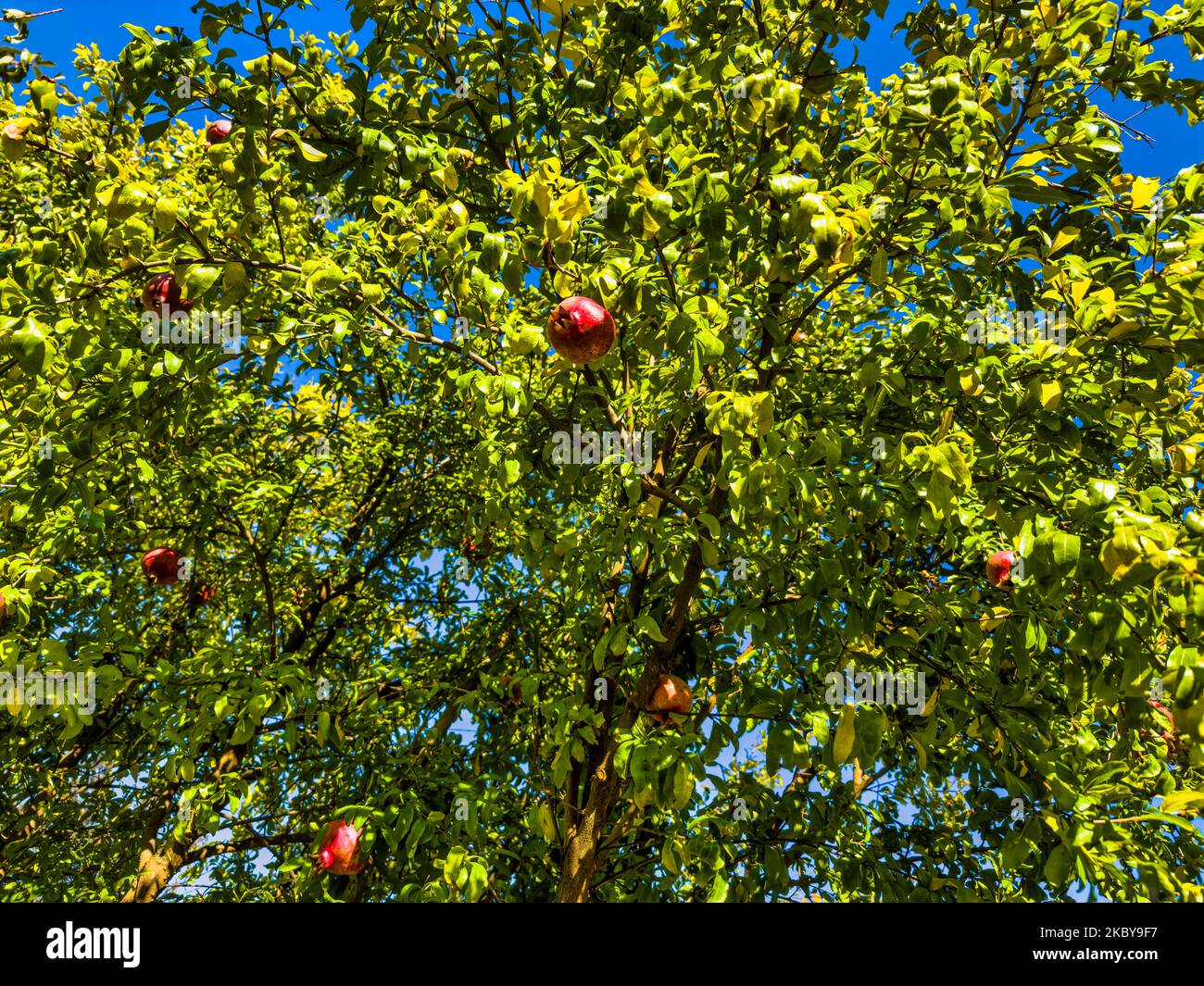 feuilles vertes et grenade rouge sur l'arbre. Banque D'Images