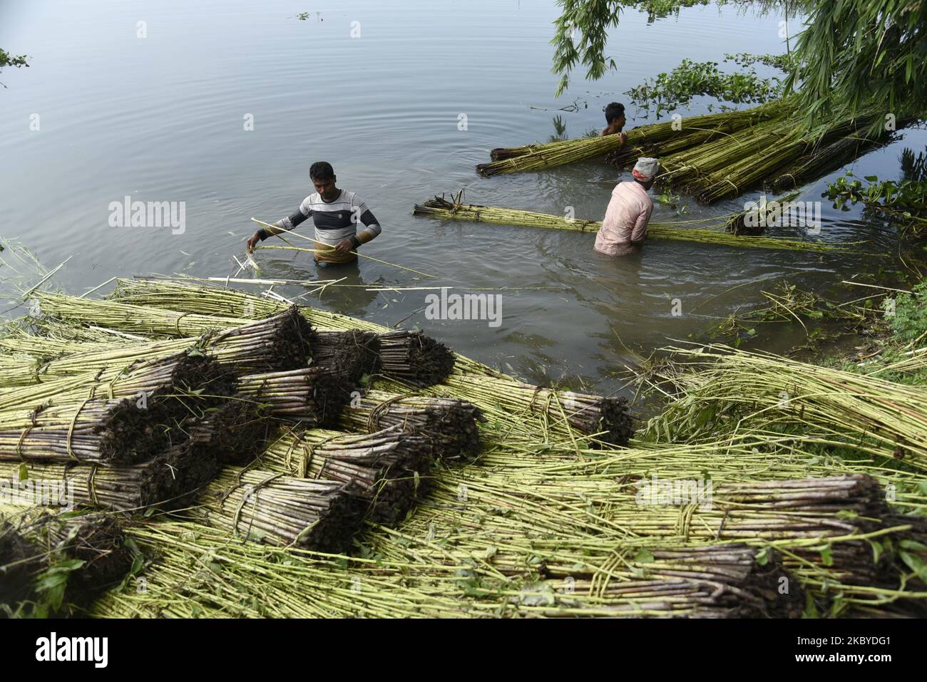Les agriculteurs extraient des fibres de jute dans un village du district de Barpeta d'Assam, en Inde, le 8 septembre 2020. (Photo de David Talukdar/NurPhoto) Banque D'Images