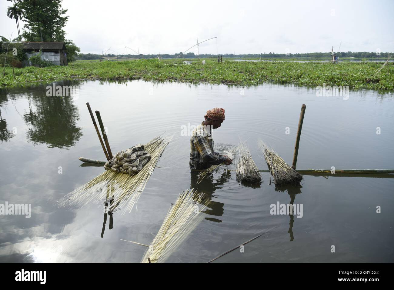 Les agriculteurs extraient des fibres de jute dans un village du district de Barpeta d'Assam, en Inde, le 8 septembre 2020. (Photo de David Talukdar/NurPhoto) Banque D'Images