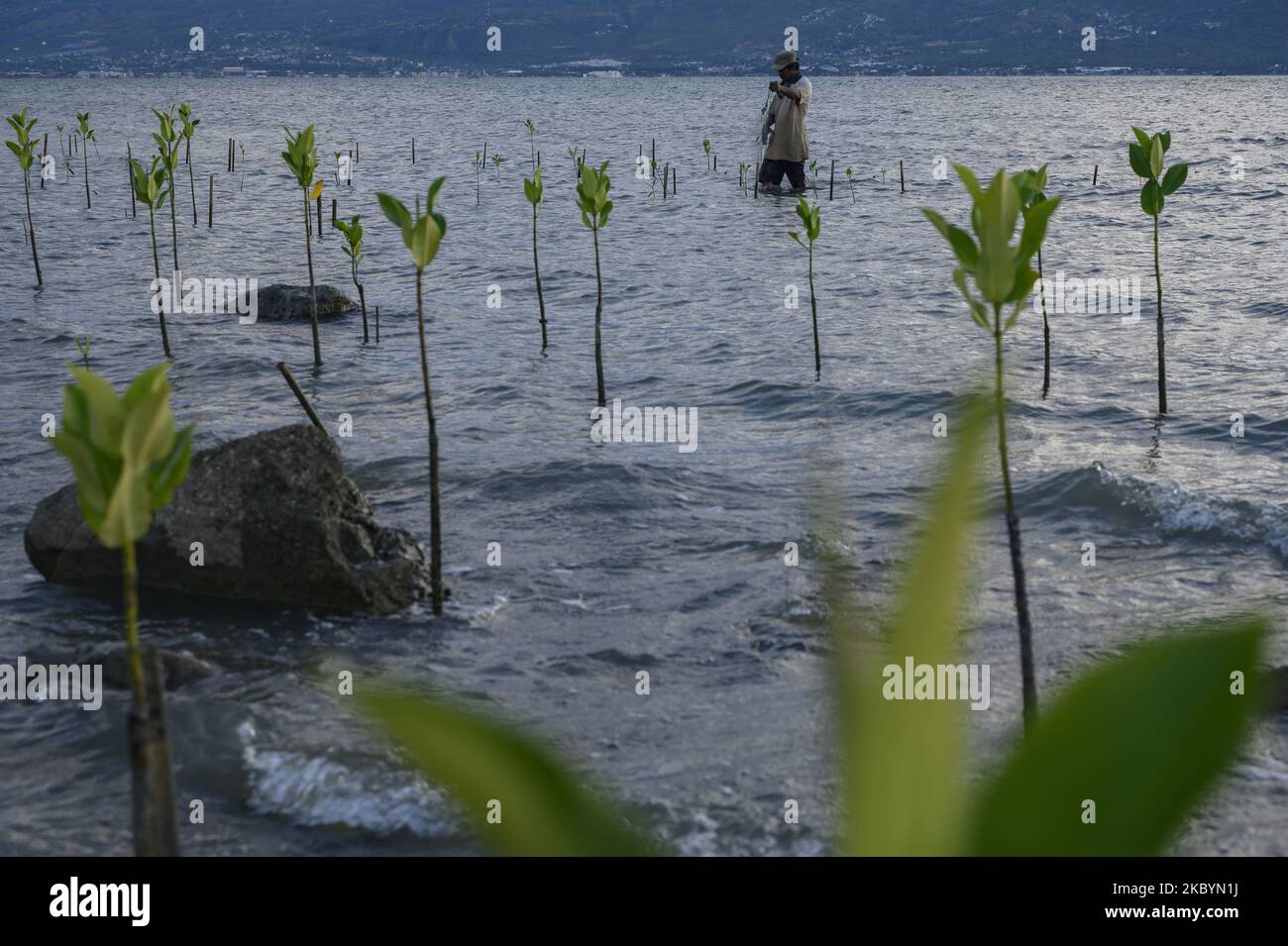 Un résident a installé un filet de pêche entre les mangroves qui a commencé à pousser sur la plage de Mamboro, à Palu, dans la province centrale de Sulawesi, en Indonésie, sur 12 septembre 2020. Les mangroves plantées par des volontaires après le désastre de liquéfaction du tsunami il y a deux ans devaient empêcher une abrasion côtière généralisée et résister au coup. Sur 28 septembre 2018, la ville de Palu a été frappée par un tremblement de terre, un tsunami et une liquéfaction qui ont tué plus de 5 000 personnes. Les gens qui vivent sur la côte où les mangroves sont surcultivées avec des mangroves ont survécu au tsunami parce que Banque D'Images