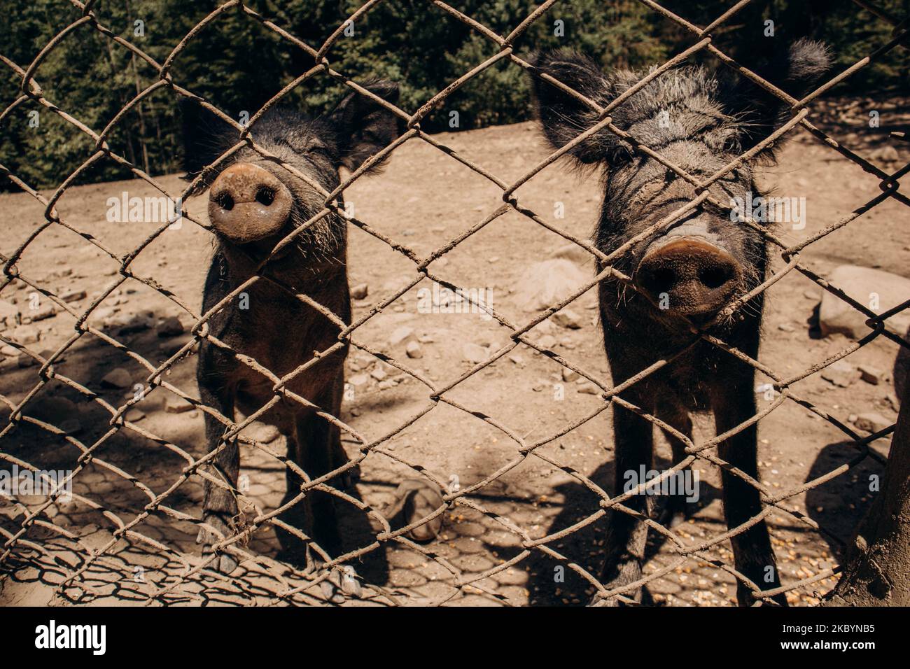 Deux sangliers derrière les bars de la ferme aviaire de Yaremche, dans la région d'Ivano-Frankivsk, en Ukraine Banque D'Images Deux sangliers derrière les bars de la ferme aviaire de Yaremche, dans la région d'Ivano-Frankivsk, en Ukraine Banque D'Images