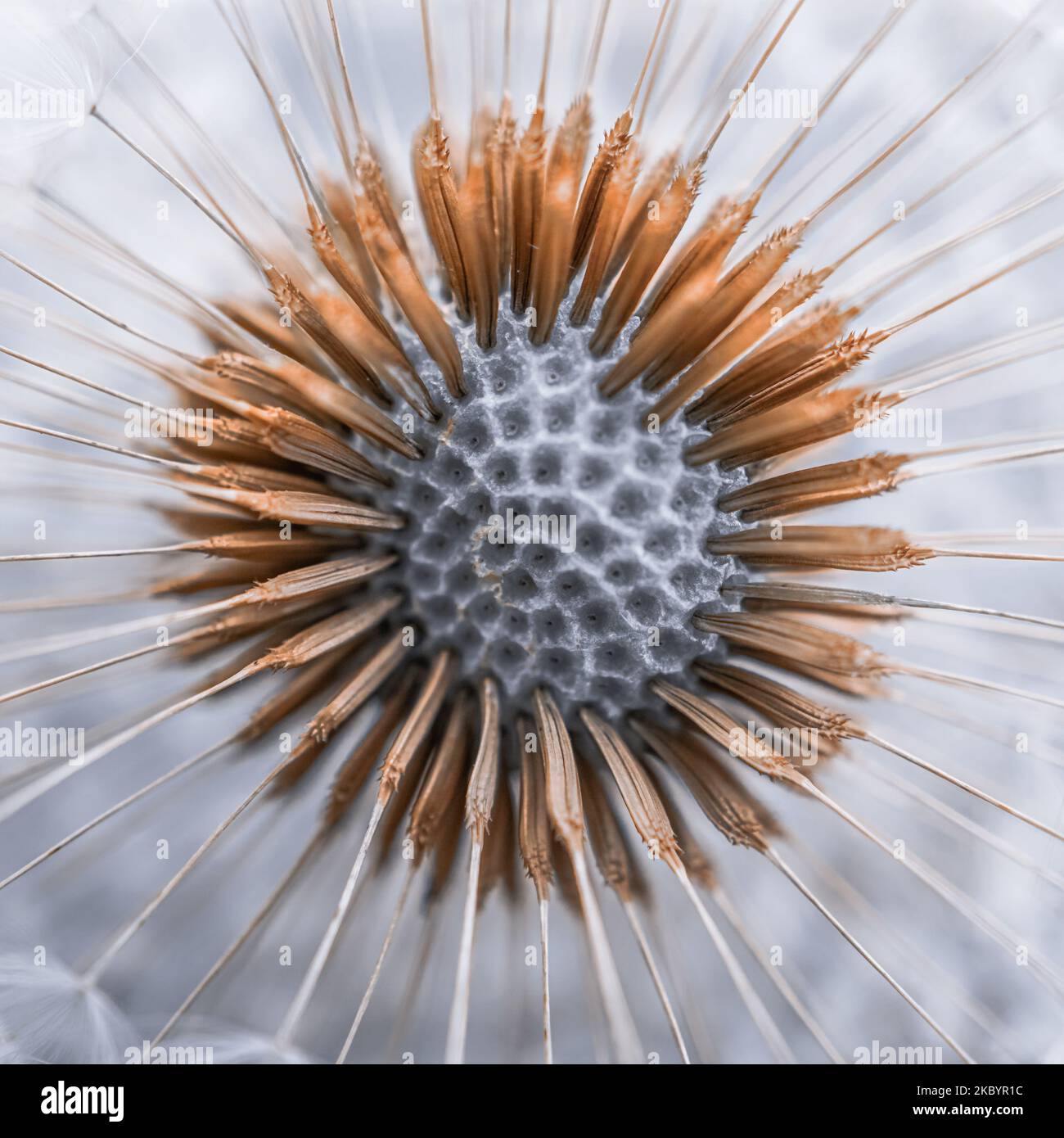 belles fleurs de pissenlit au printemps, fond blanc Banque D'Images
