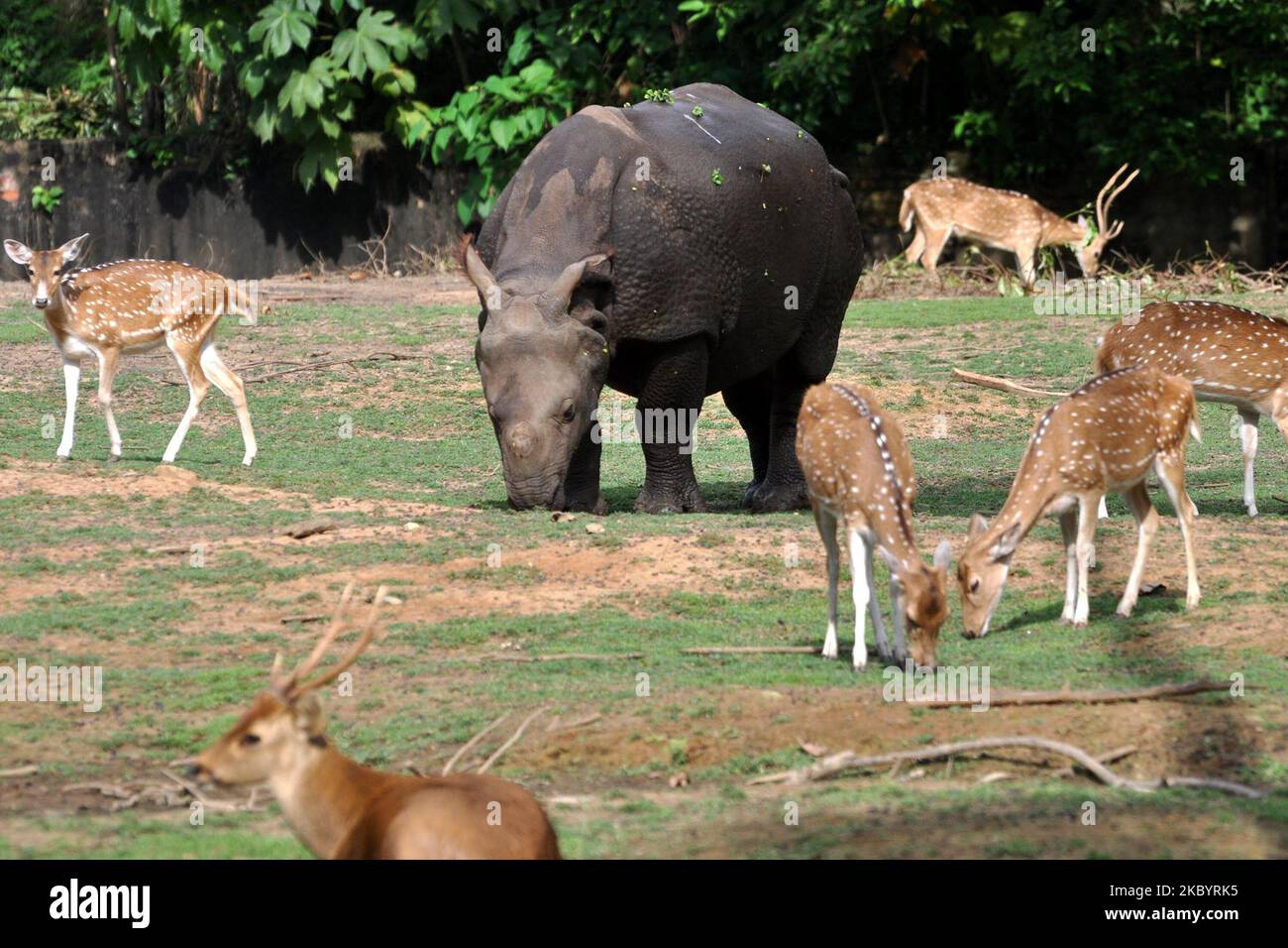 Un rhinocéros à une cornes accompagné de cerfs tachetés qui broutage dans une enceinte au zoo d'État d'Assam à Guwahati, en Inde, sur 12 septembre 2020. (Photo par Anuwar Hazarika/NurPhoto) Banque D'Images