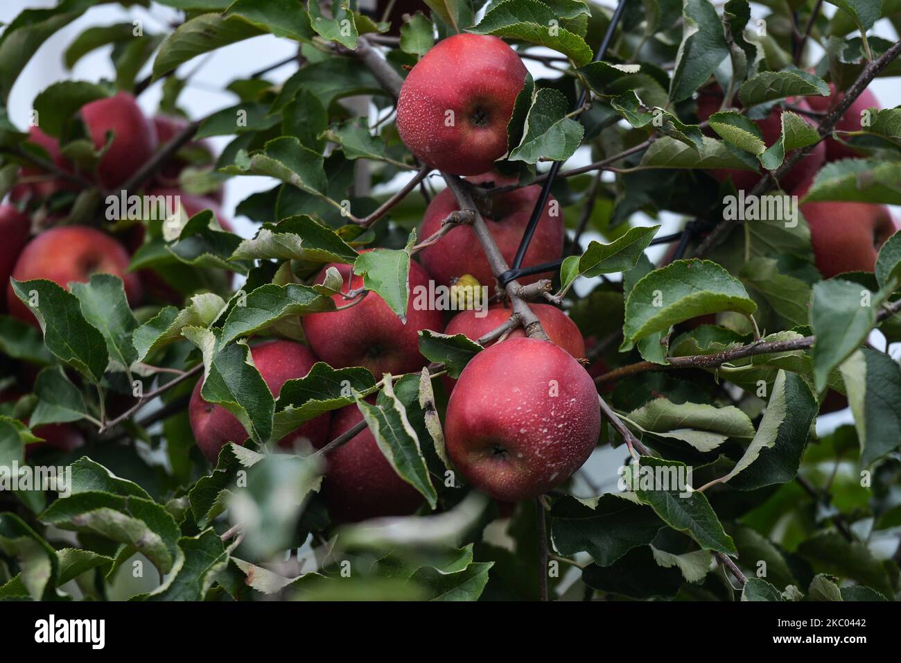 Vue sur les arbres avec pommes mûreuses près de Koprzywnica. Les producteurs de fruits ont commencé à récolter des pommes et des poires, et la plupart d'entre eux utilisent leur propre équipement. Chaque type de pommes sera récolté à des dates différentes. Entre maintenant et fin octobre. La Pologne est l'un des rares pays, pas seulement en Europe, et même dans le monde, où la récolte de pommes dépasse un million de tonnes par an. Jeudi, 17 septembre 2020, près de Koprzywnica, comté de Sandomierz, Swietokrzyskie Voivodeship, Pologne. (Photo par Artur Widak/NurPhoto) Banque D'Images